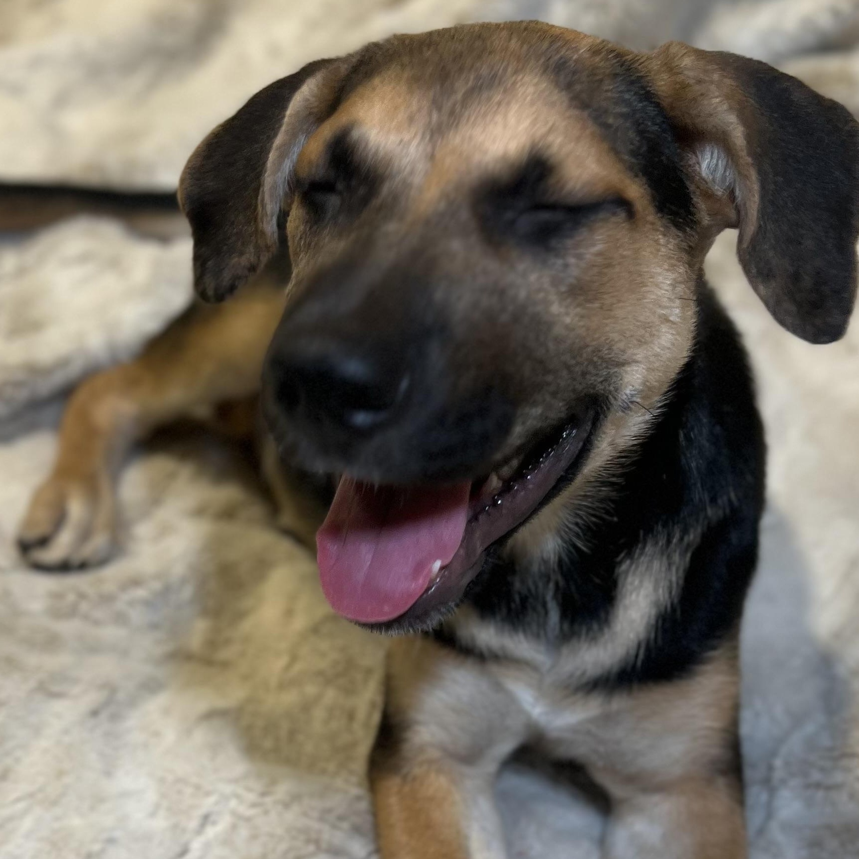 Enlarge Madelaine! Sweet and playful little lady!, a Adoptable mixed breed in Cambridge, MA image 5/5