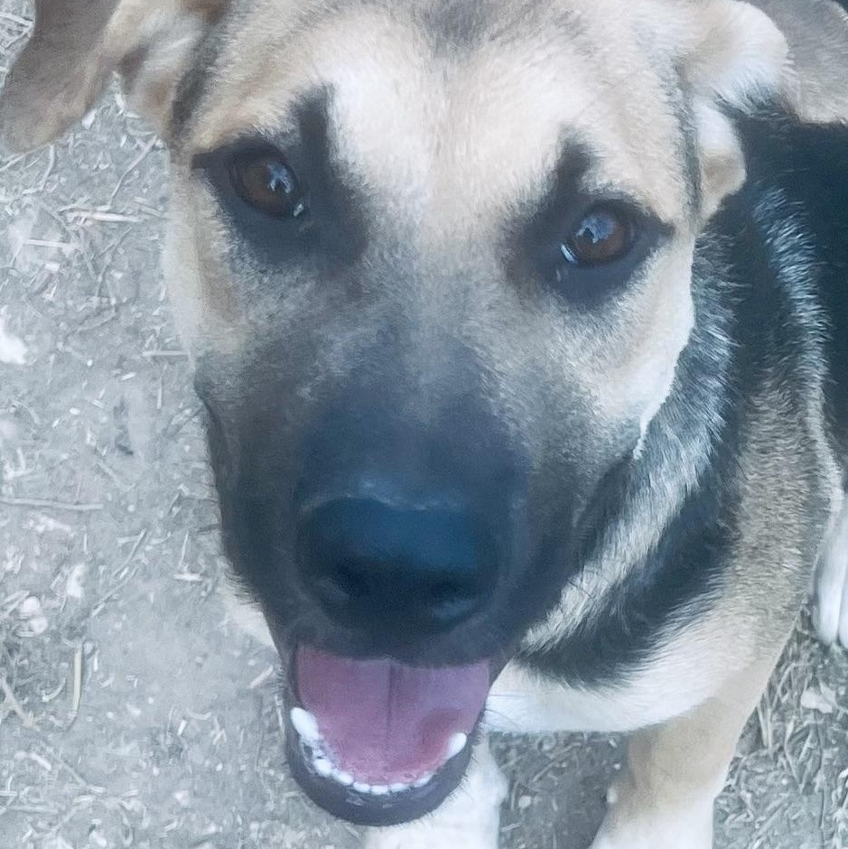 Enlarge Madelaine! Sweet and playful little lady!, a Adoptable mixed breed in Cambridge, MA image 2/5