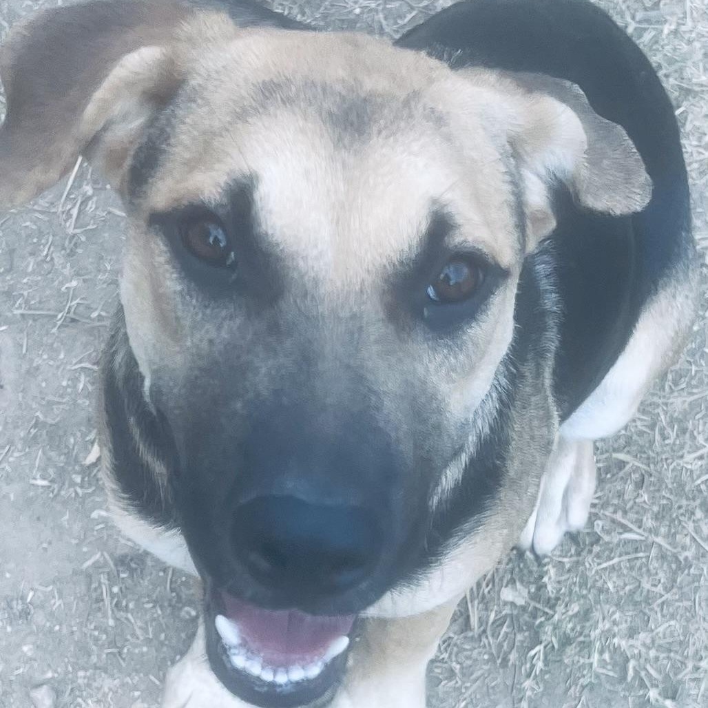 Enlarge Madelaine! Sweet and playful little lady!, a Adoptable mixed breed in Cambridge, MA image 4/5