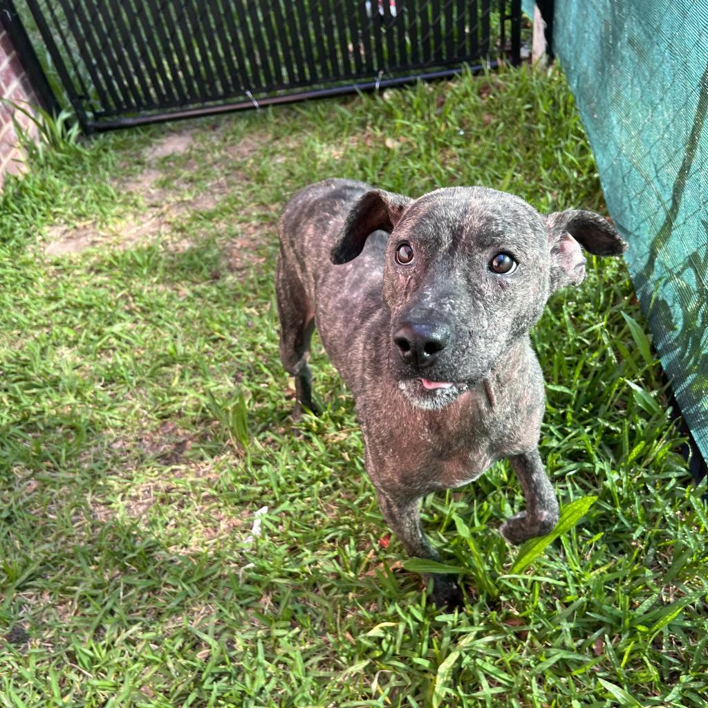 Enlarge Rip, a Adoptable Mixed Breed in Columbus, GA image 2/6