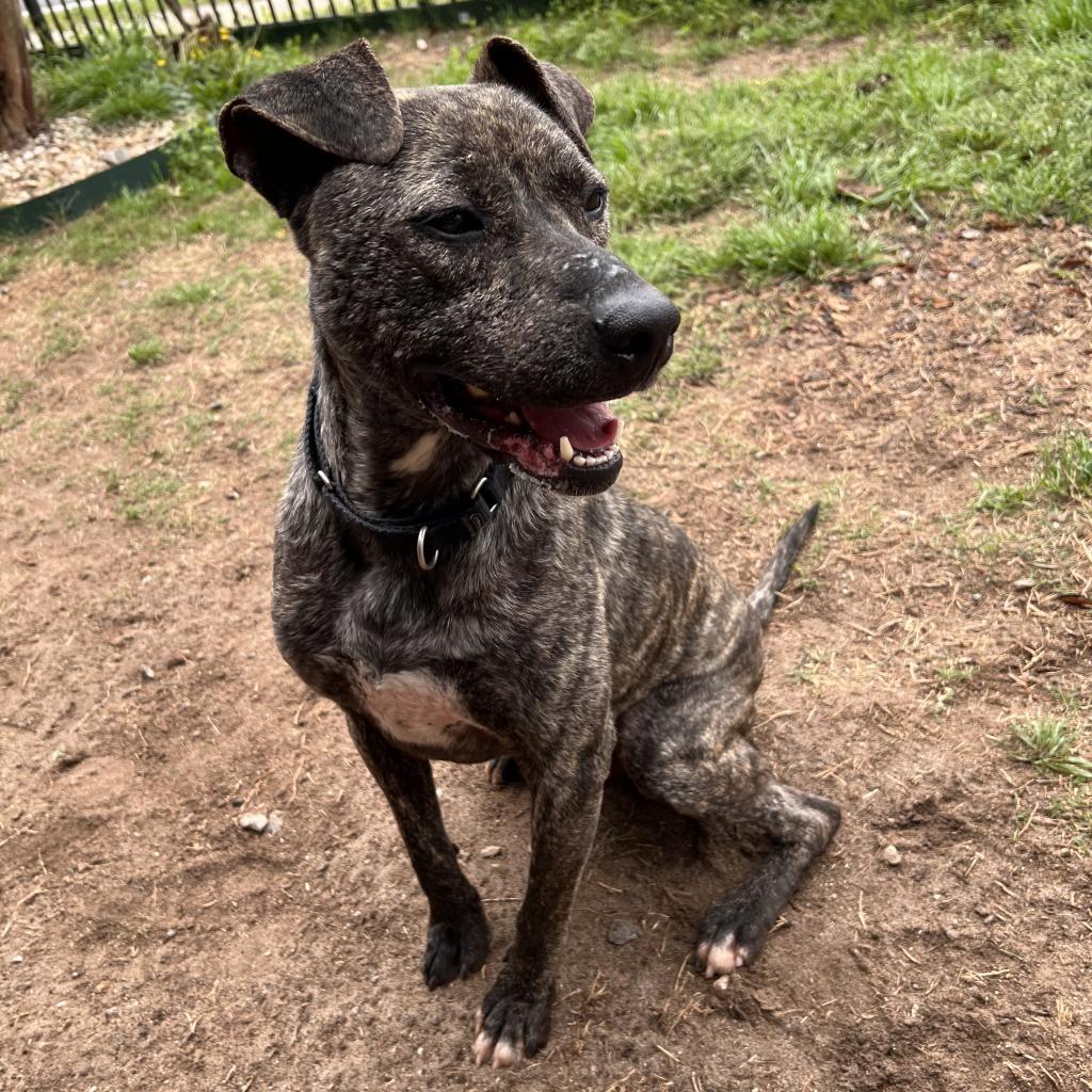 Enlarge Rip, a Adoptable Mixed Breed in Columbus, GA image 3/6