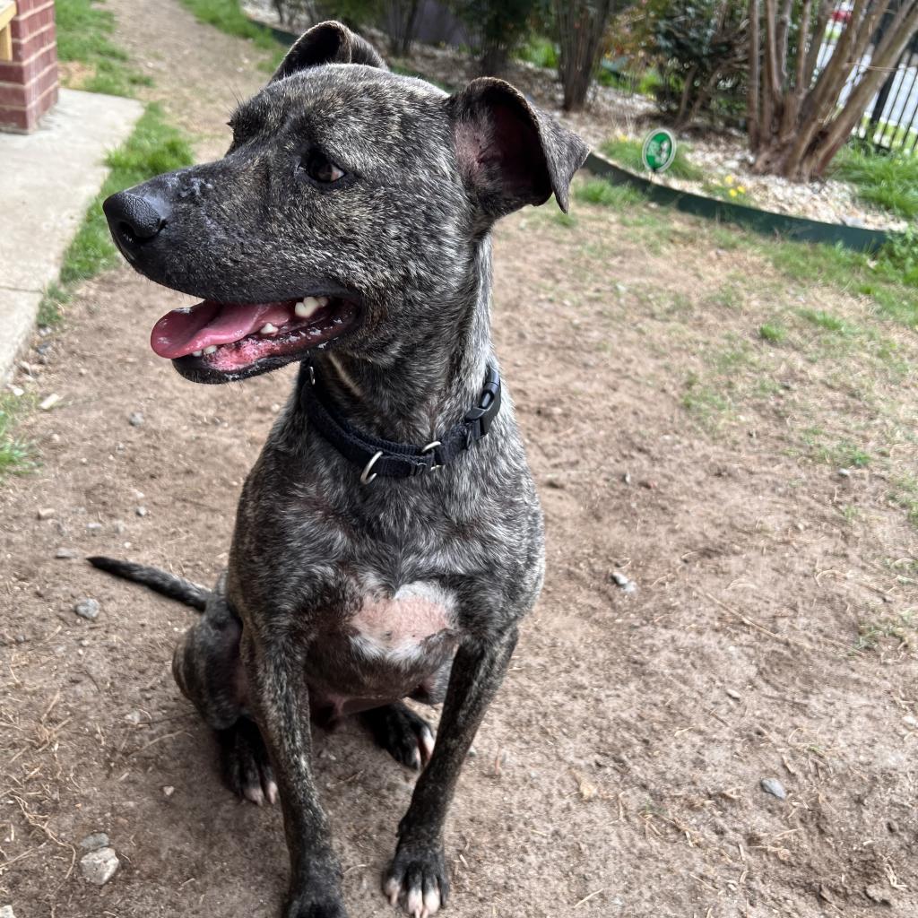 Enlarge Rip, a Adoptable Mixed Breed in Columbus, GA image 4/6