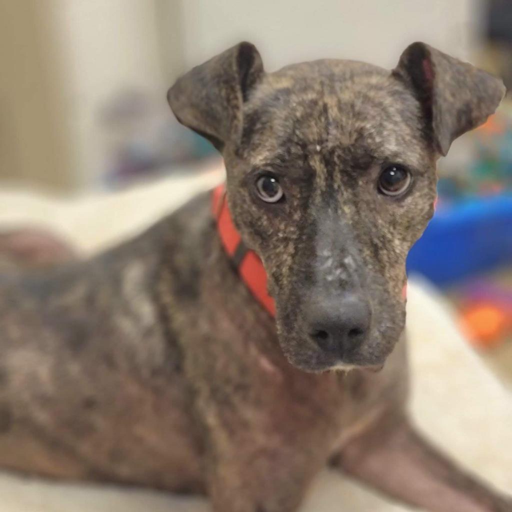 Enlarge Rip, a Adoptable Mixed Breed in Columbus, GA image 5/6