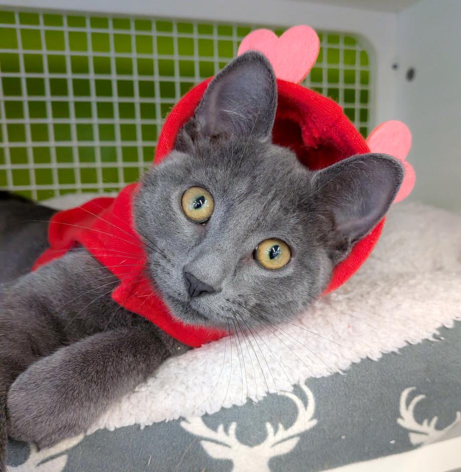 Jack, ADOPTABLE, Kitten Male Domestic Short Hair.