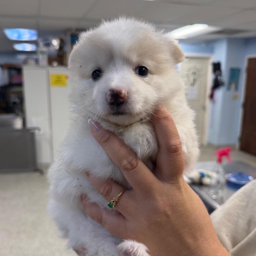 Enlarge coco, an adopted mixed breed in Lauderhill, FL image 2/2