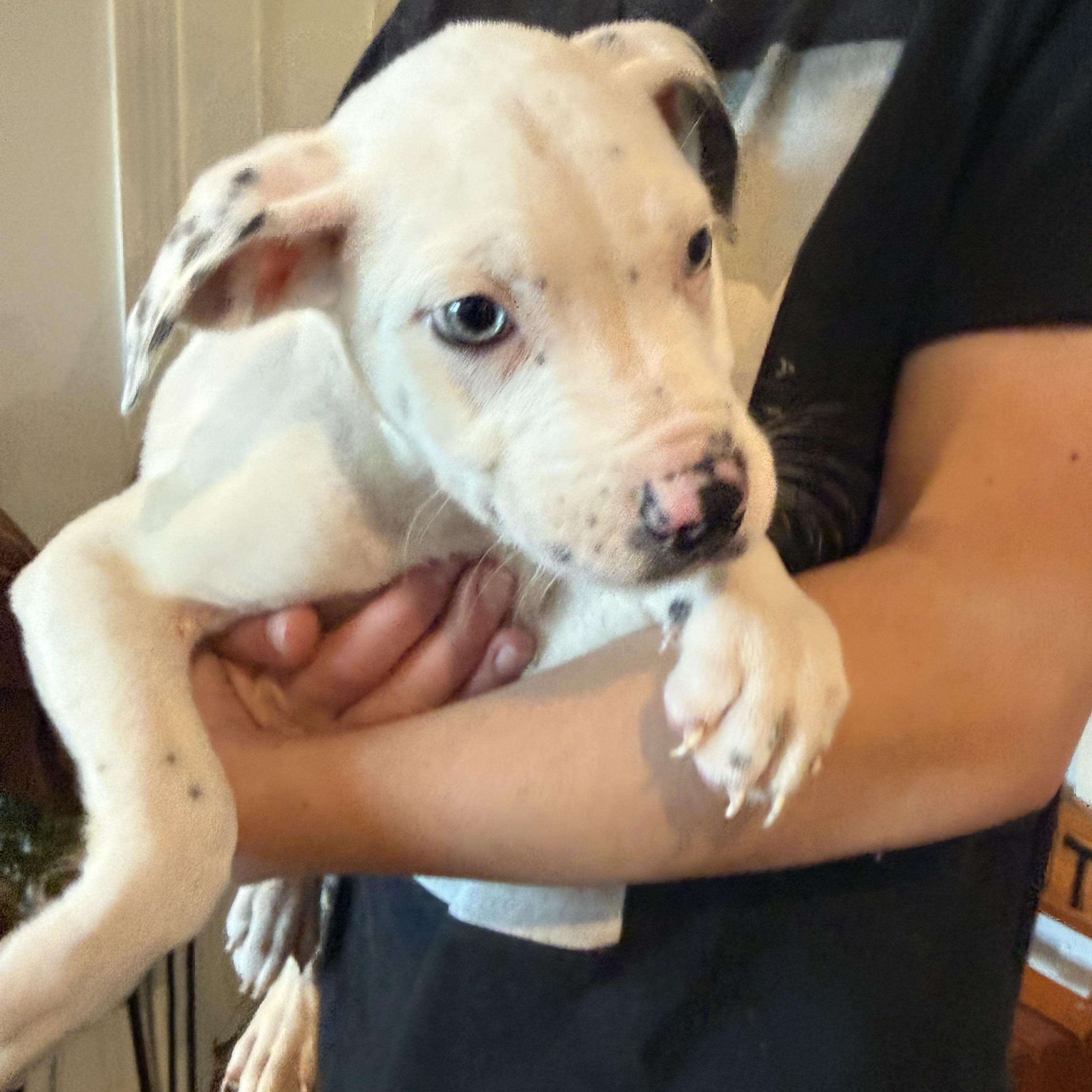 LOKI & ACE , adopted, Puppy Male Labrador Retriever & Terrier.
