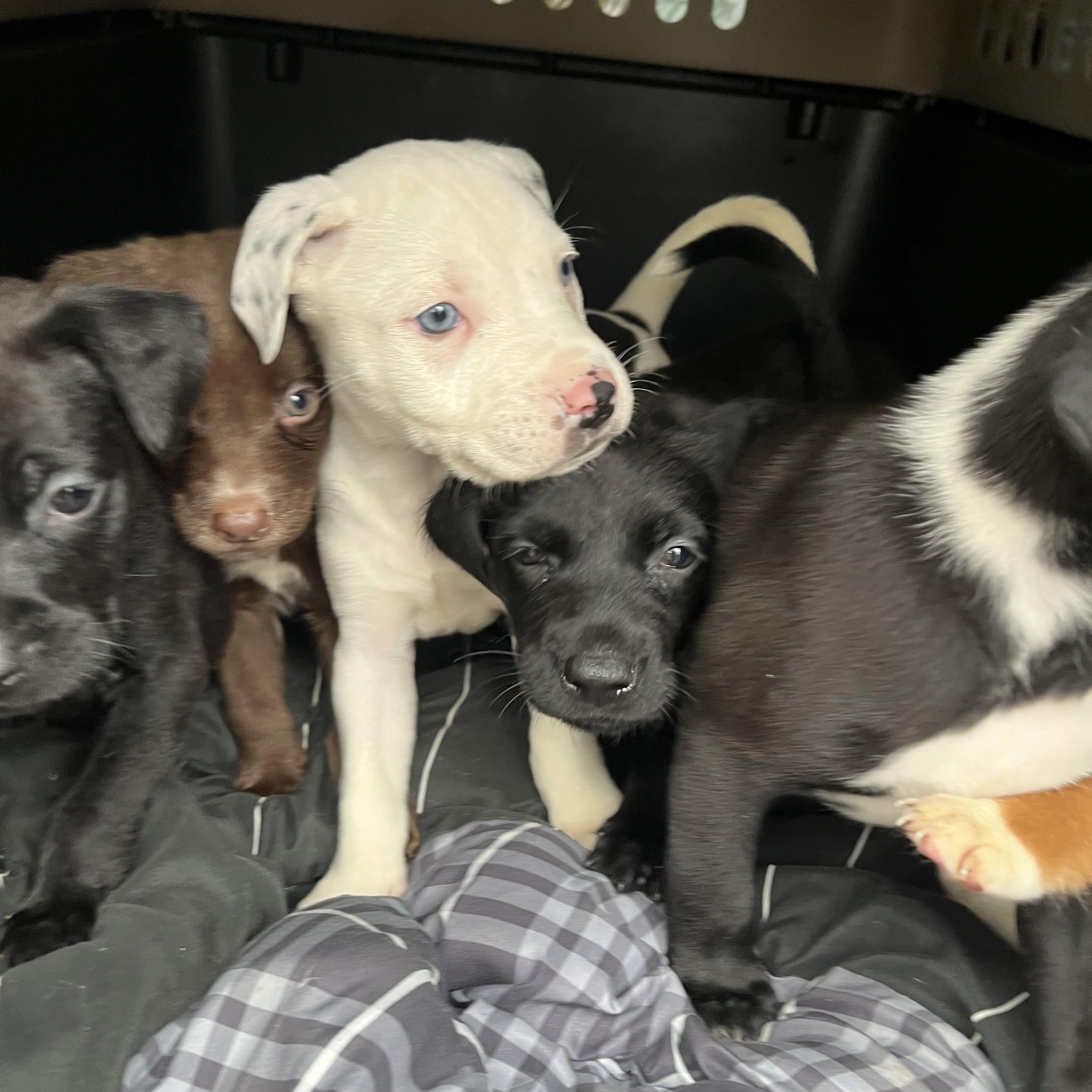 Enlarge LOKI & ACE , an adopted mixed breed in Portland , OR image 3/5