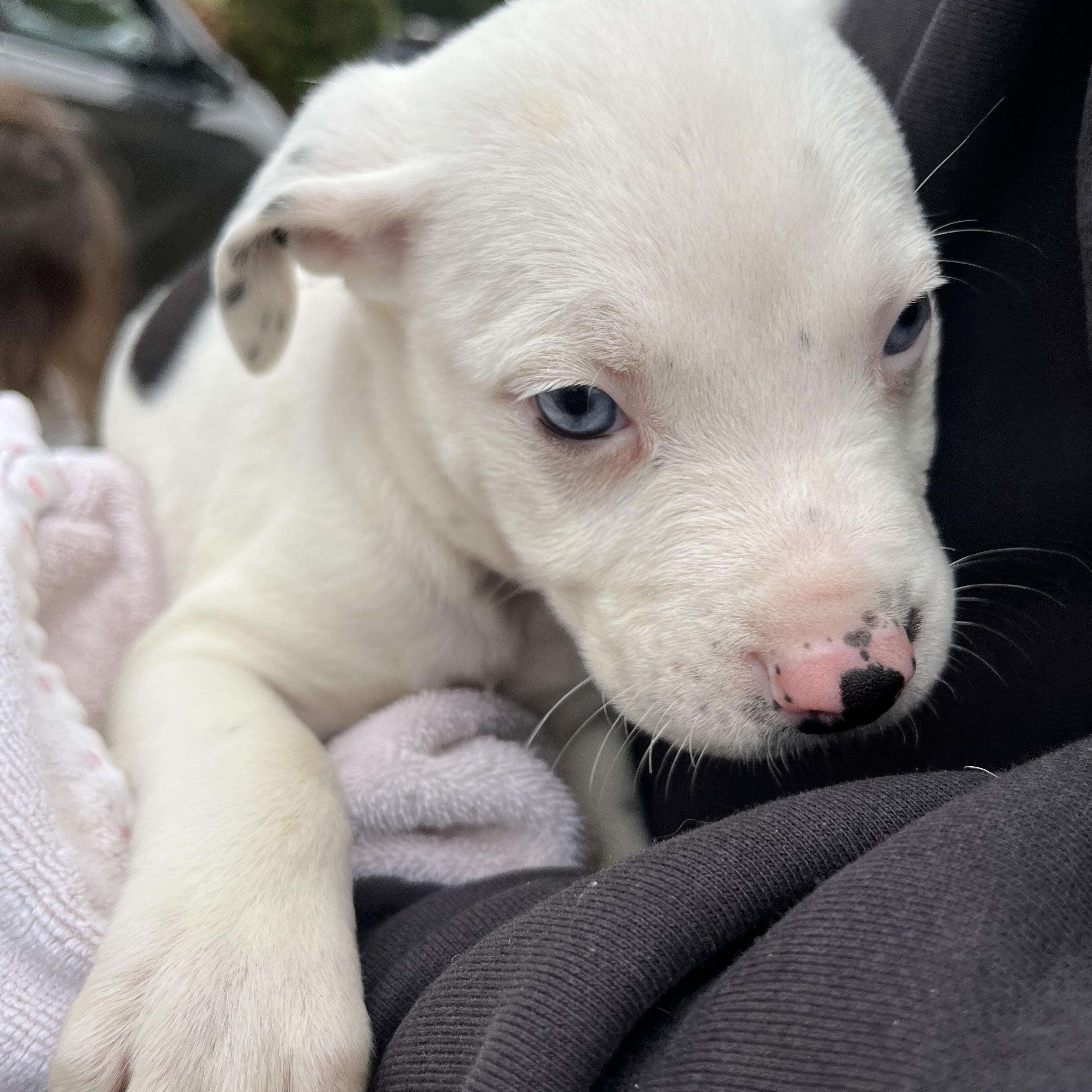 Enlarge LOKI & ACE , an adopted mixed breed in Portland , OR image 2/5
