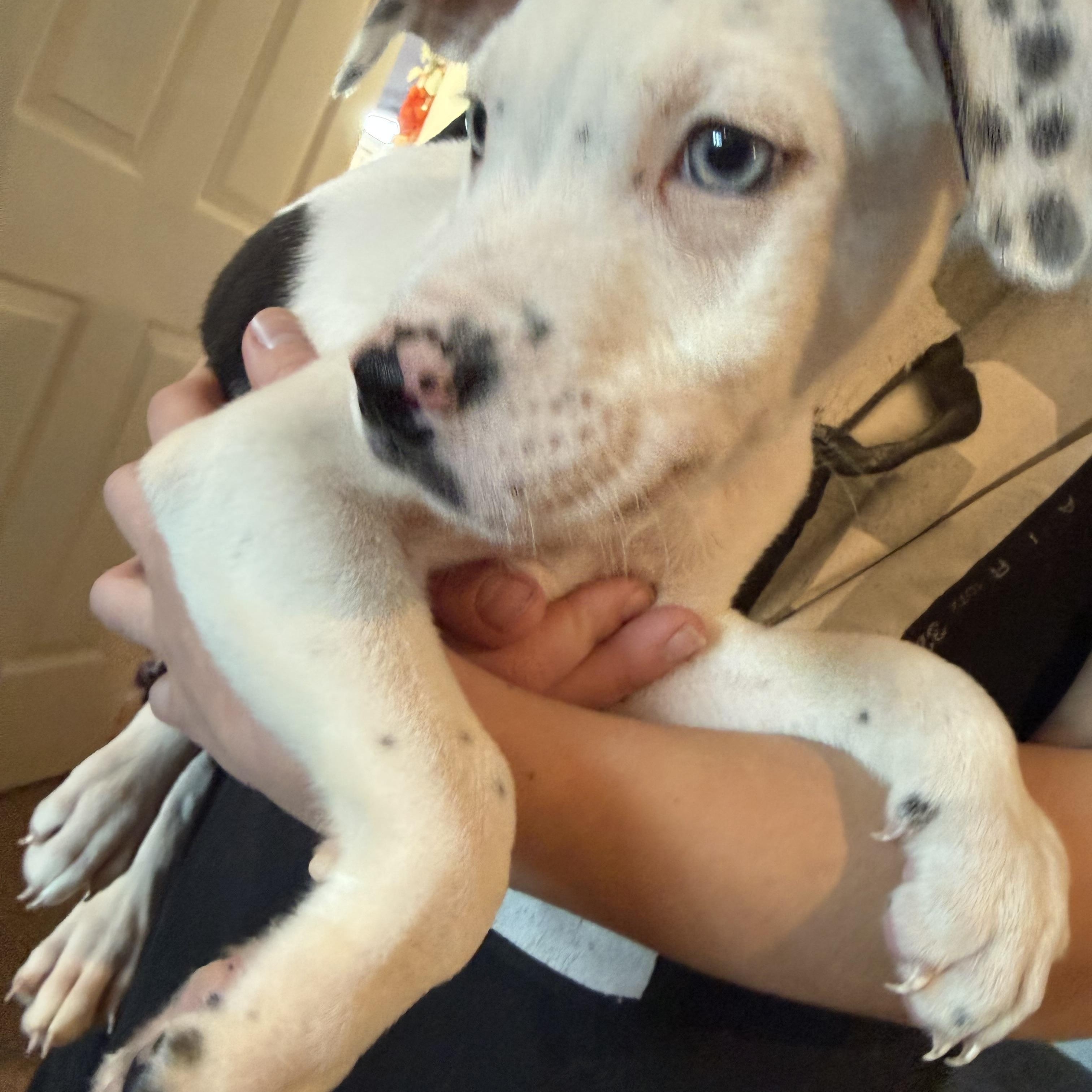 Enlarge LOKI & ACE , an adopted mixed breed in Portland , OR image 5/5