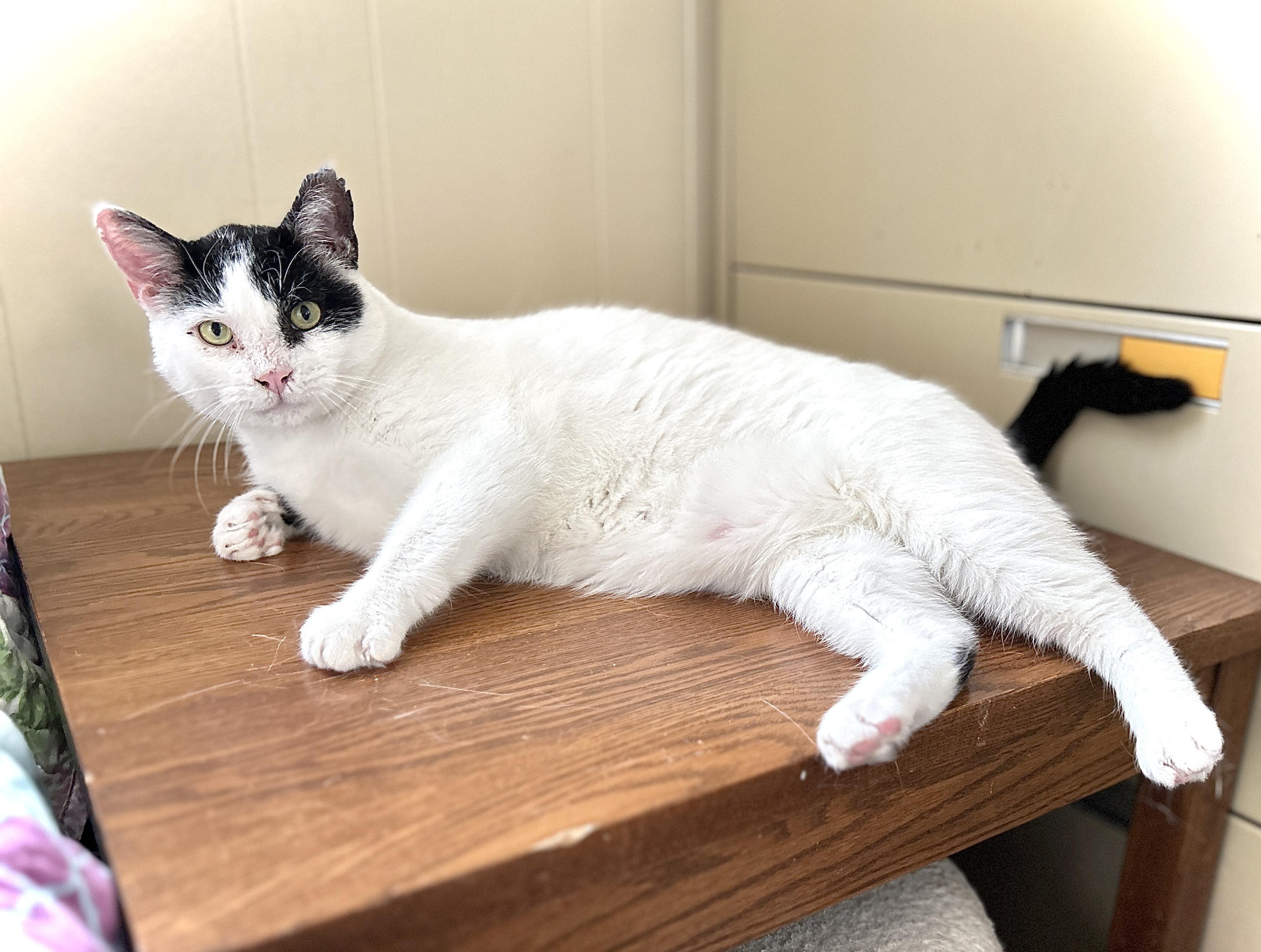 Enlarge Yoda, a ADOPTABLE Domestic Short Hair in Guelph, ON image 2/5