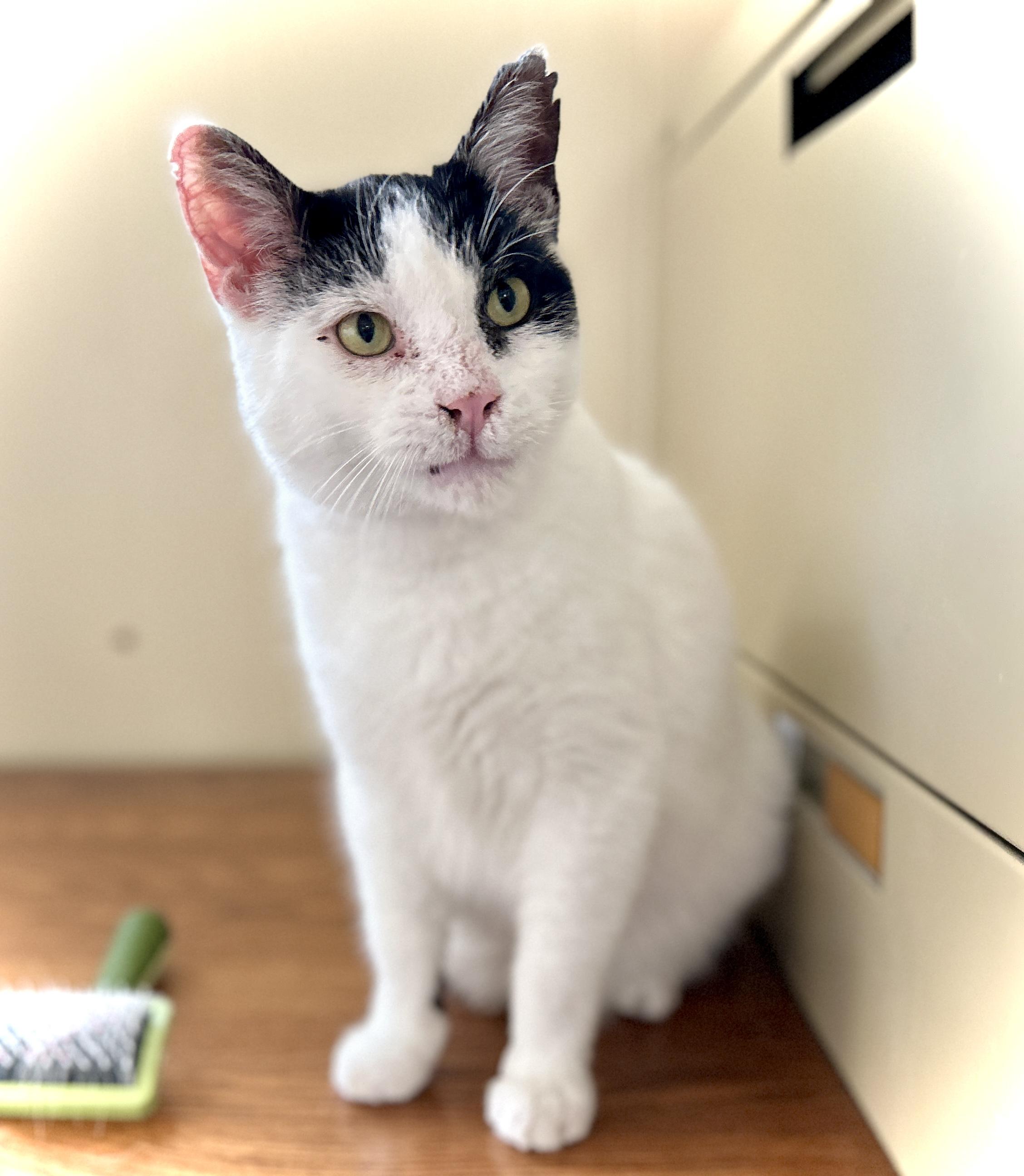 Enlarge Yoda, a ADOPTABLE Domestic Short Hair in Guelph, ON image 5/5