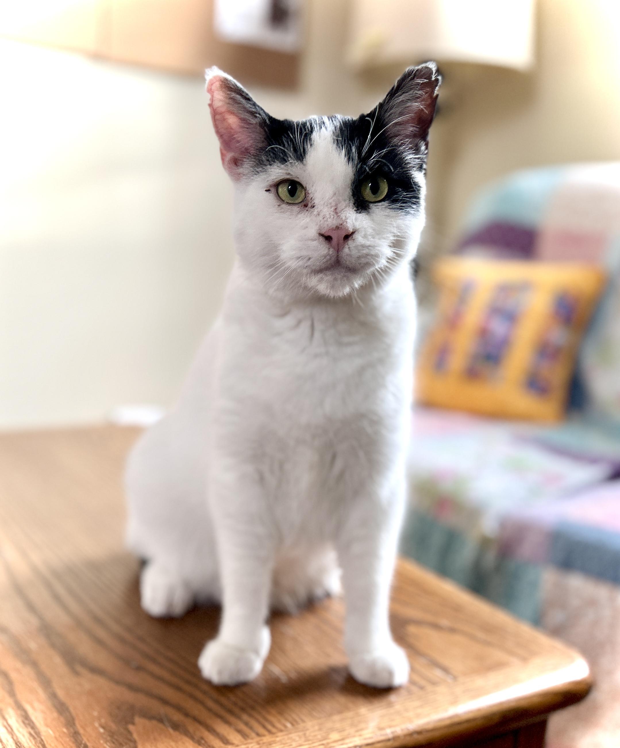 Enlarge Yoda, a ADOPTABLE Domestic Short Hair in Guelph, ON image 4/5