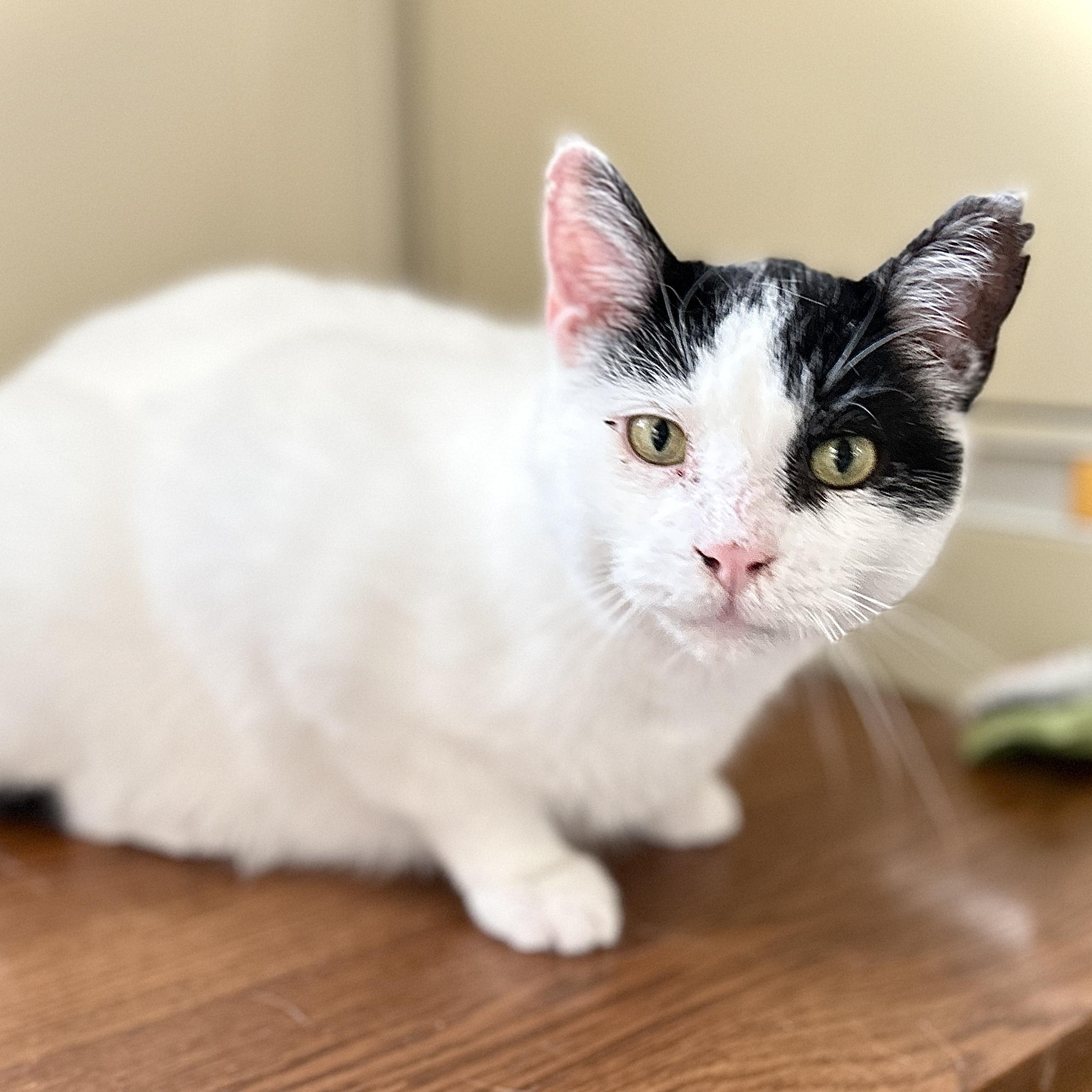 Enlarge Yoda, a ADOPTABLE Domestic Short Hair in Guelph, ON image 1/5
