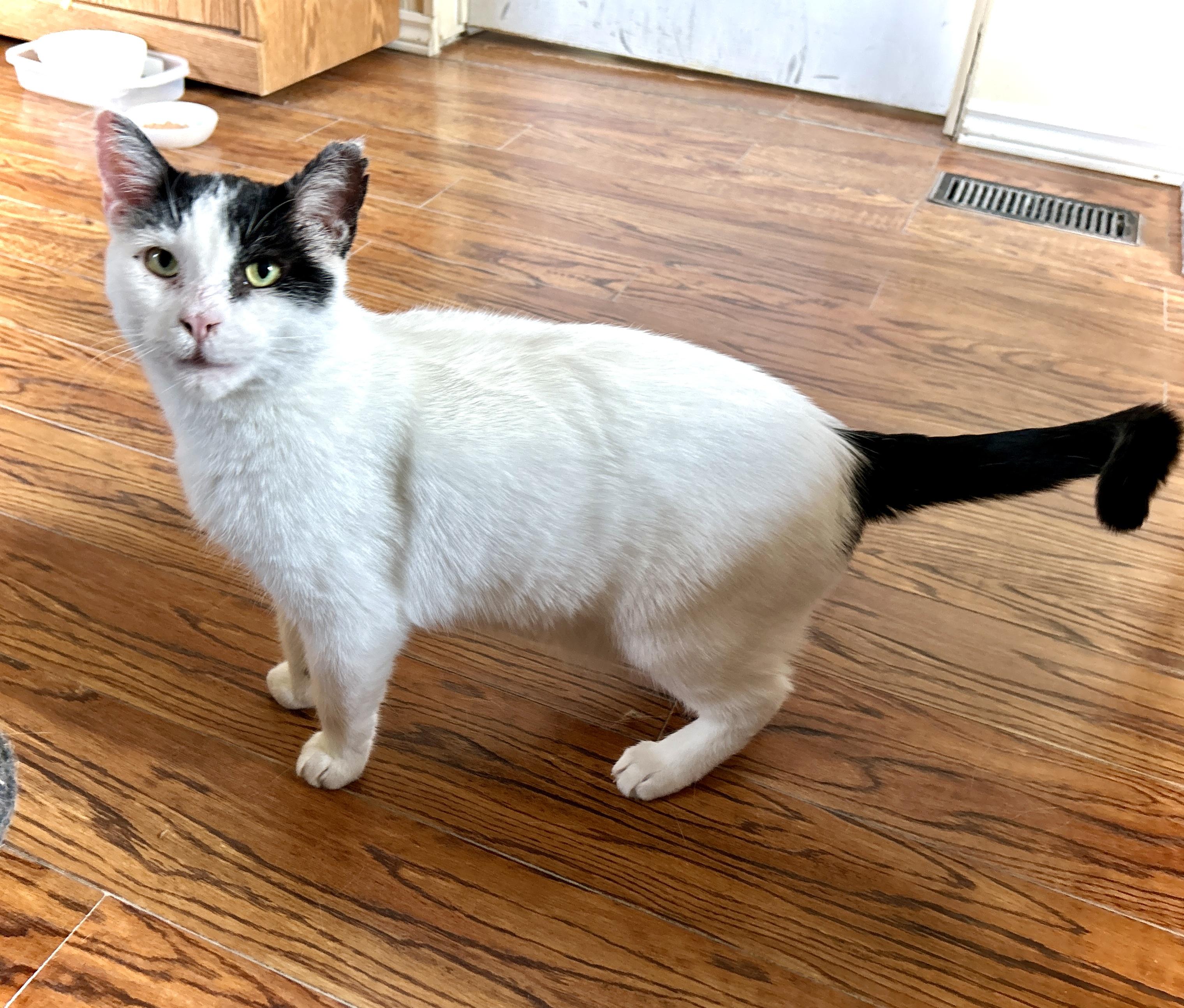 Enlarge Yoda, a ADOPTABLE Domestic Short Hair in Guelph, ON image 3/5