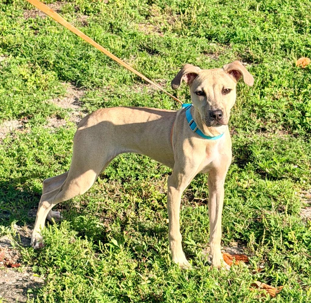 Enlarge Dalmatian, a Adoptable mixed breed in Cape Coral, FL image 1/1