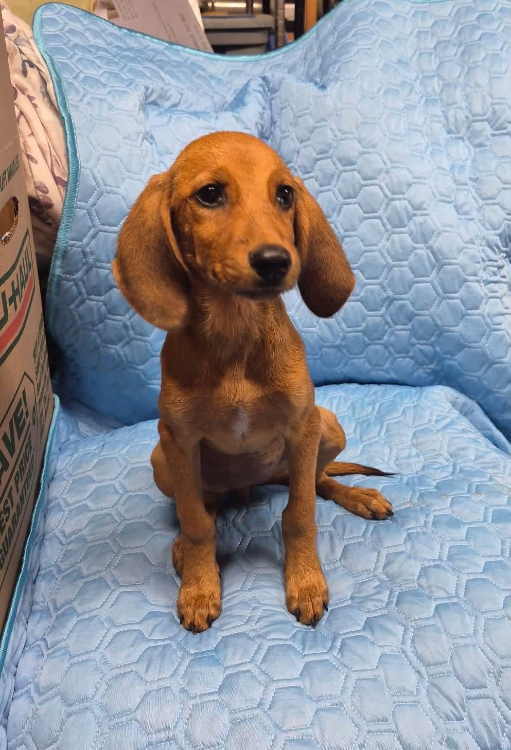 Little Ann, Adopted, Puppy Female Mixed Breed.