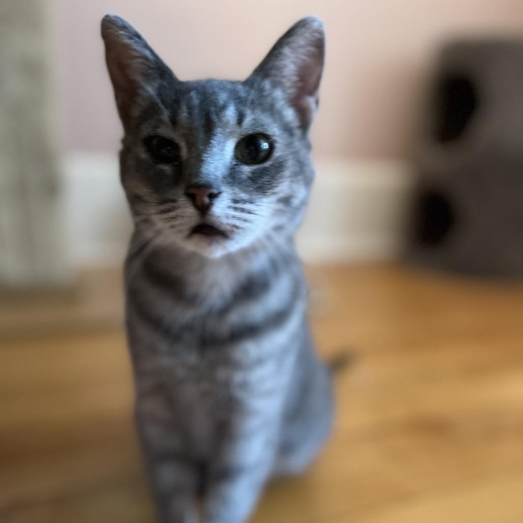 Enlarge Brivon, a Adoptable Domestic Short Hair in St. Paul, MN image 1/6