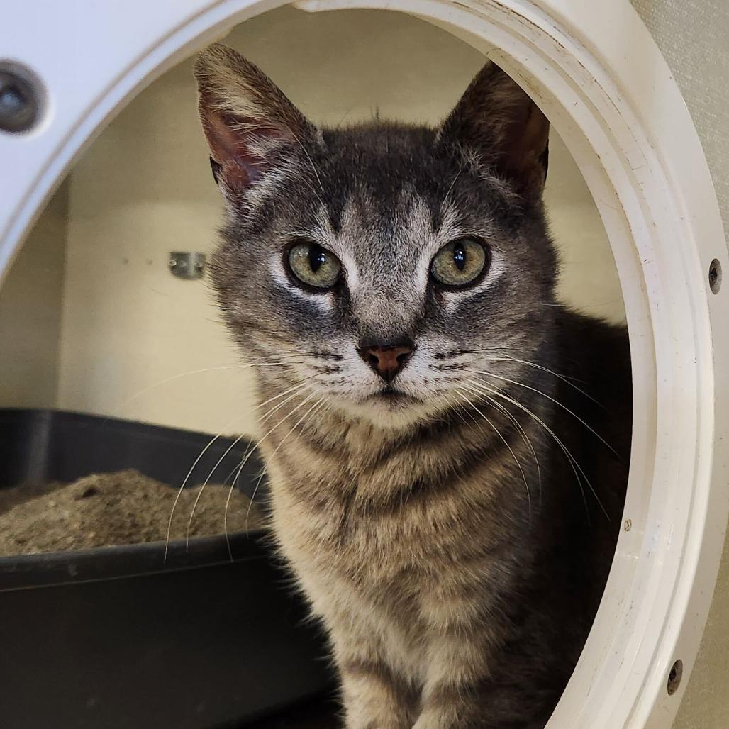 Enlarge Brivon, a Adoptable Domestic Short Hair in St. Paul, MN image 2/6