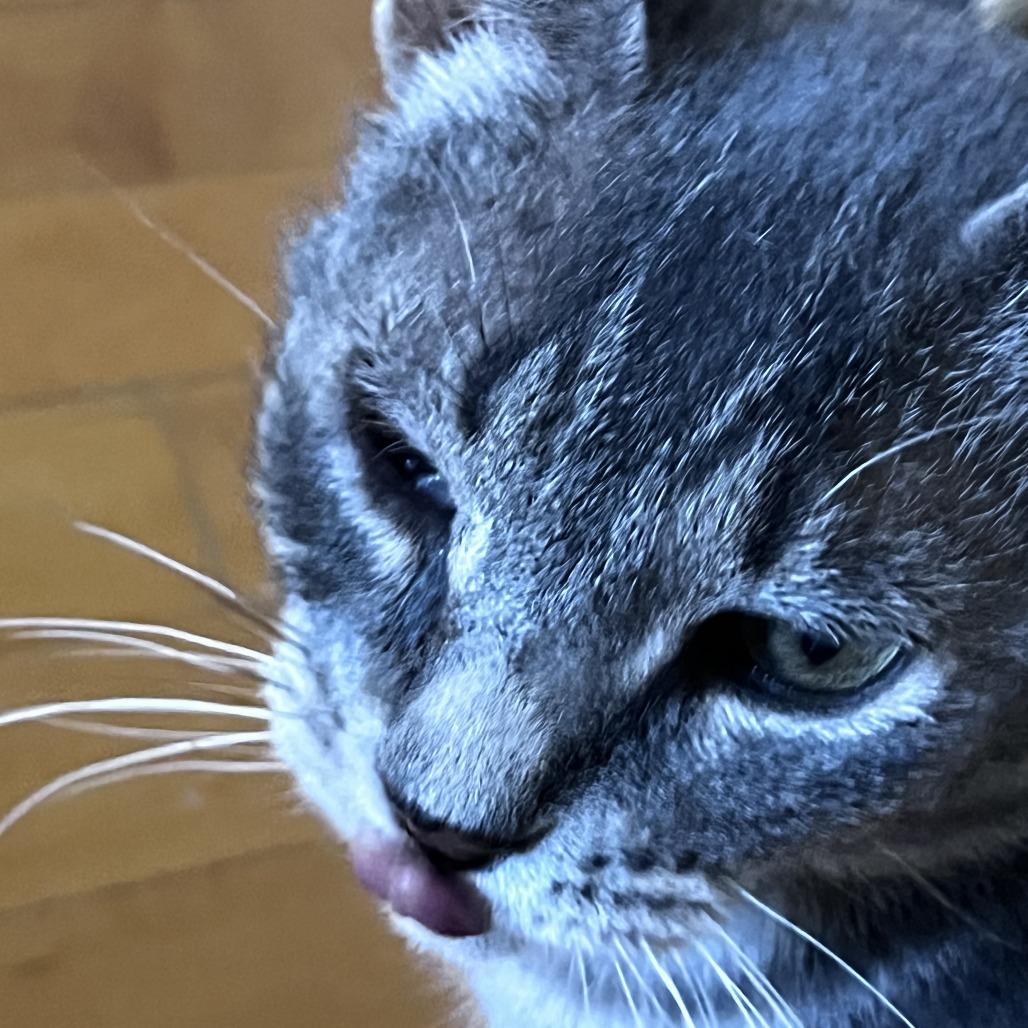 Enlarge Brivon, a Adoptable Domestic Short Hair in St. Paul, MN image 3/6