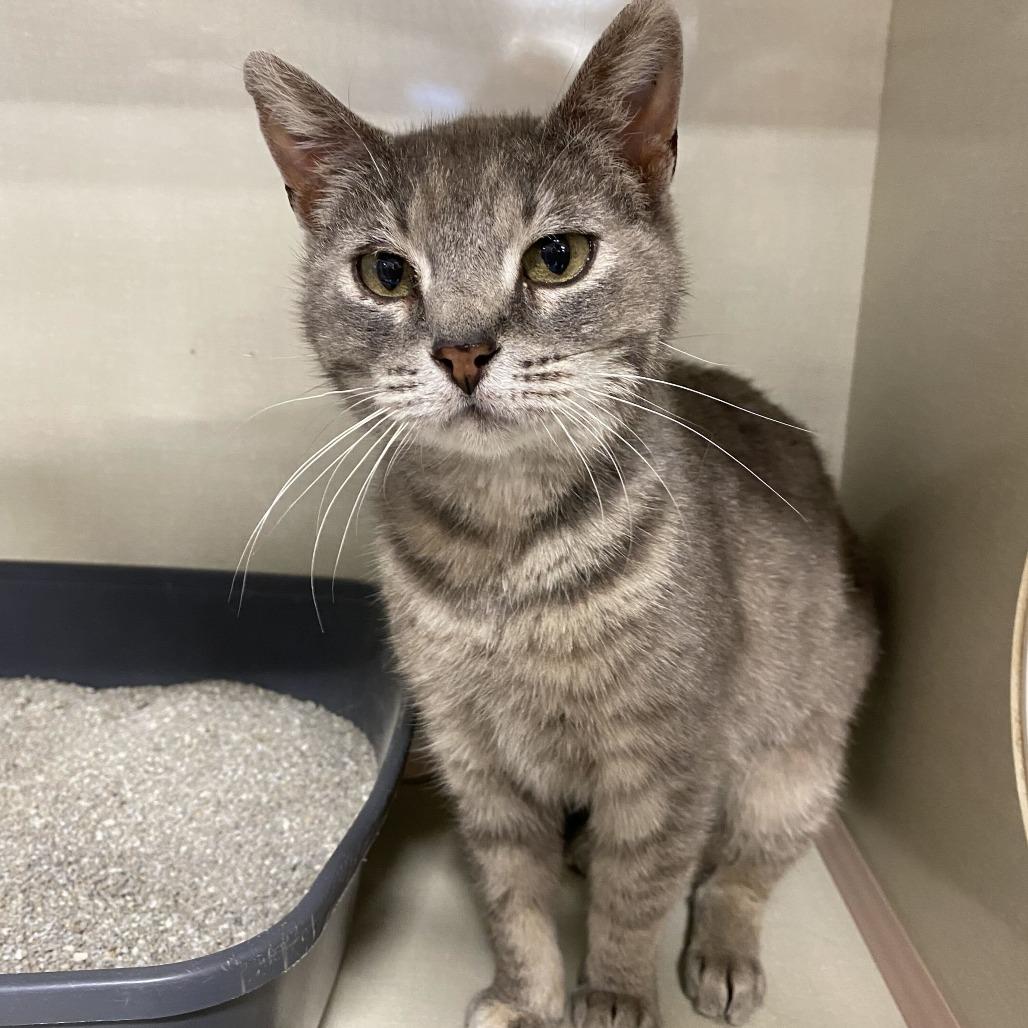 Enlarge Brivon, a Adoptable Domestic Short Hair in St. Paul, MN image 4/6