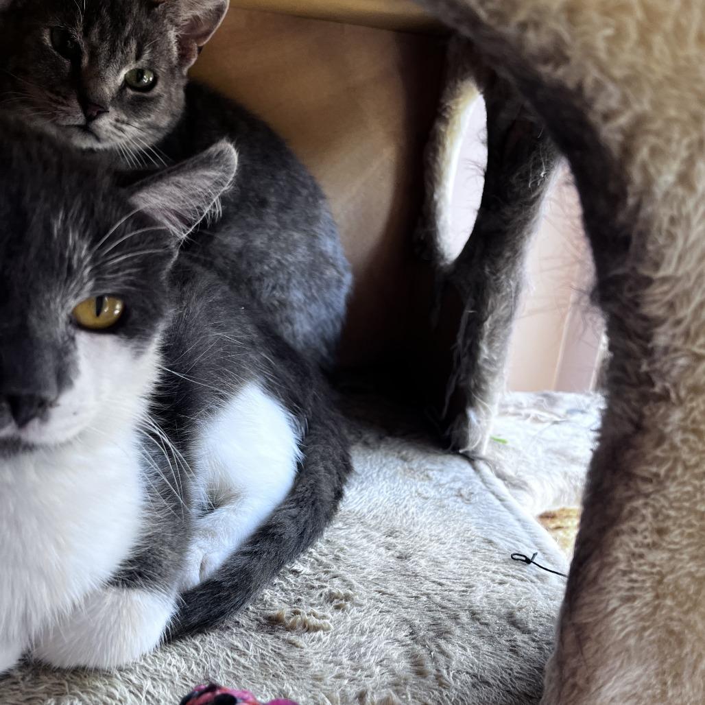 Enlarge Brivon, a Adoptable Domestic Short Hair in St. Paul, MN image 5/6