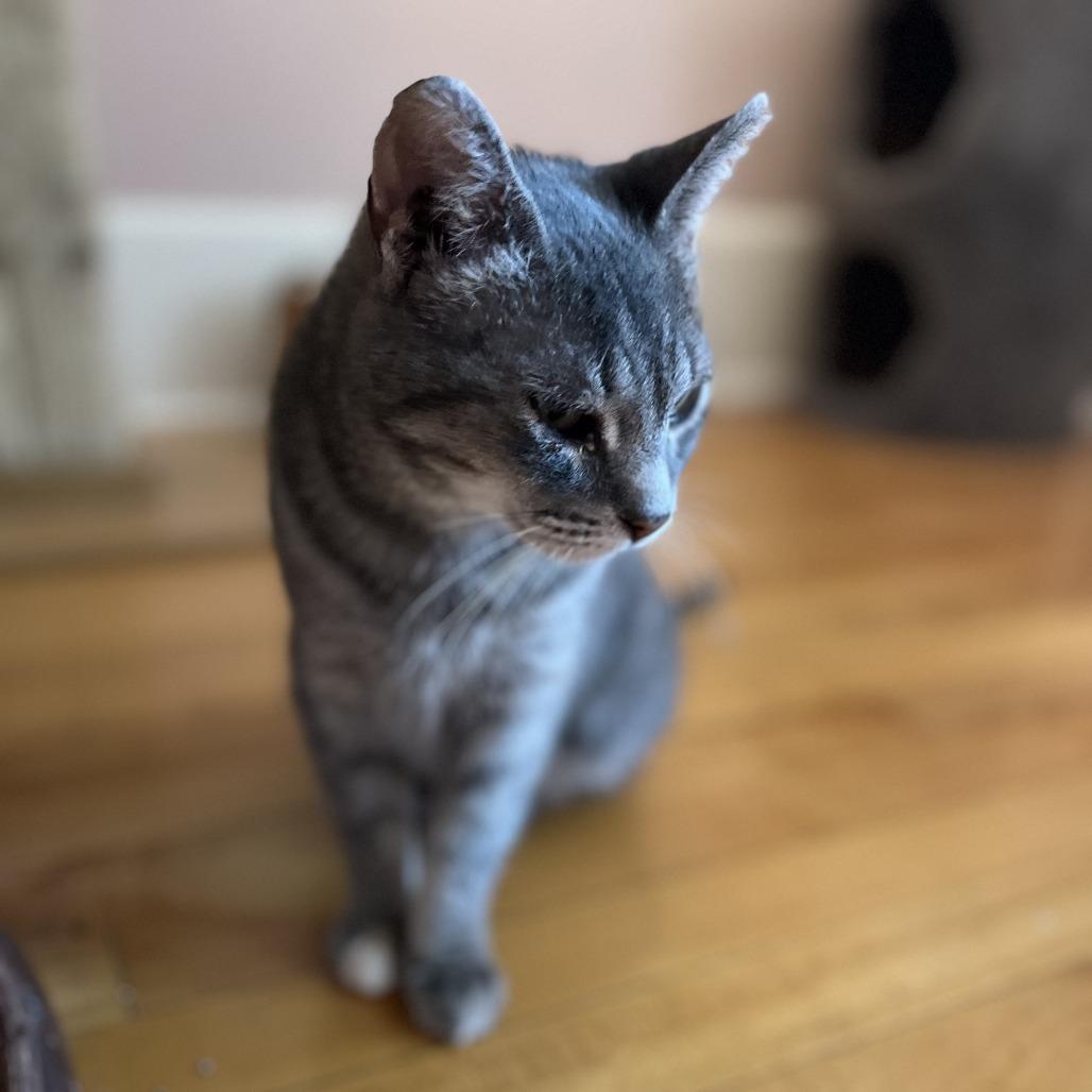 Enlarge Brivon, a Adoptable Domestic Short Hair in St. Paul, MN image 6/6