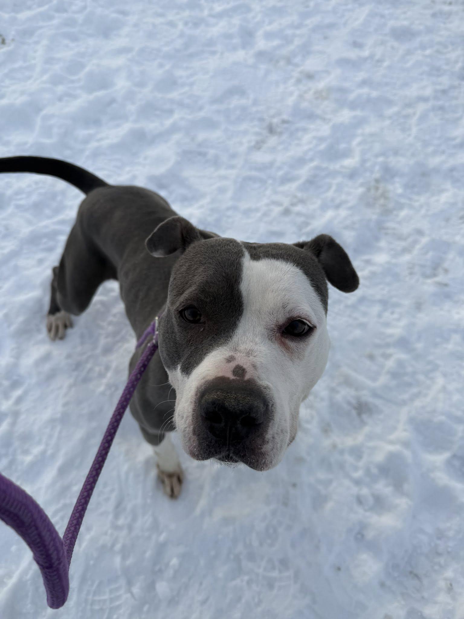 Enlarge Elvira, an adoptable mixed breed in Cleveland, OH image 2/6