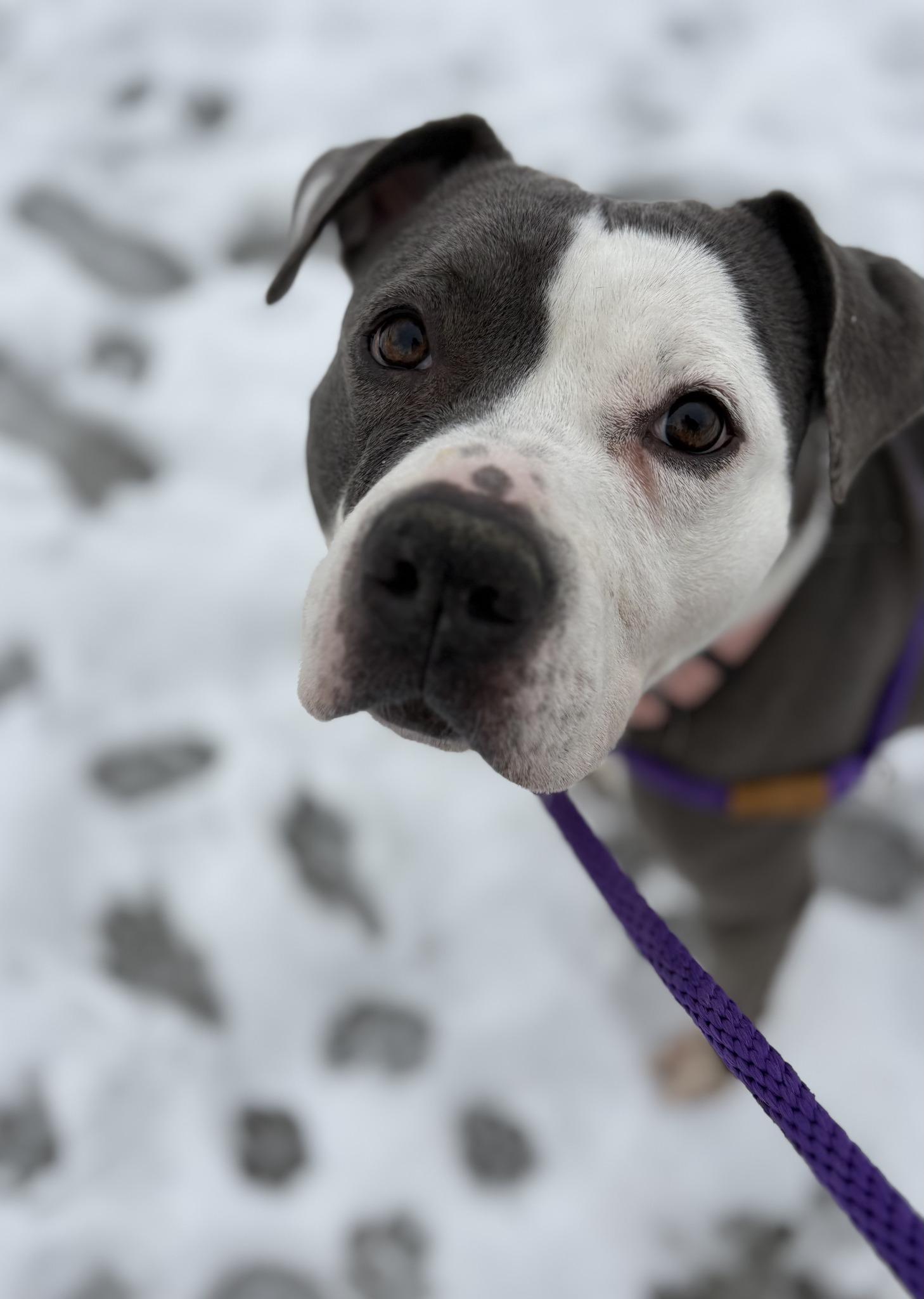Enlarge Elvira, an adoptable mixed breed in Cleveland, OH image 3/6