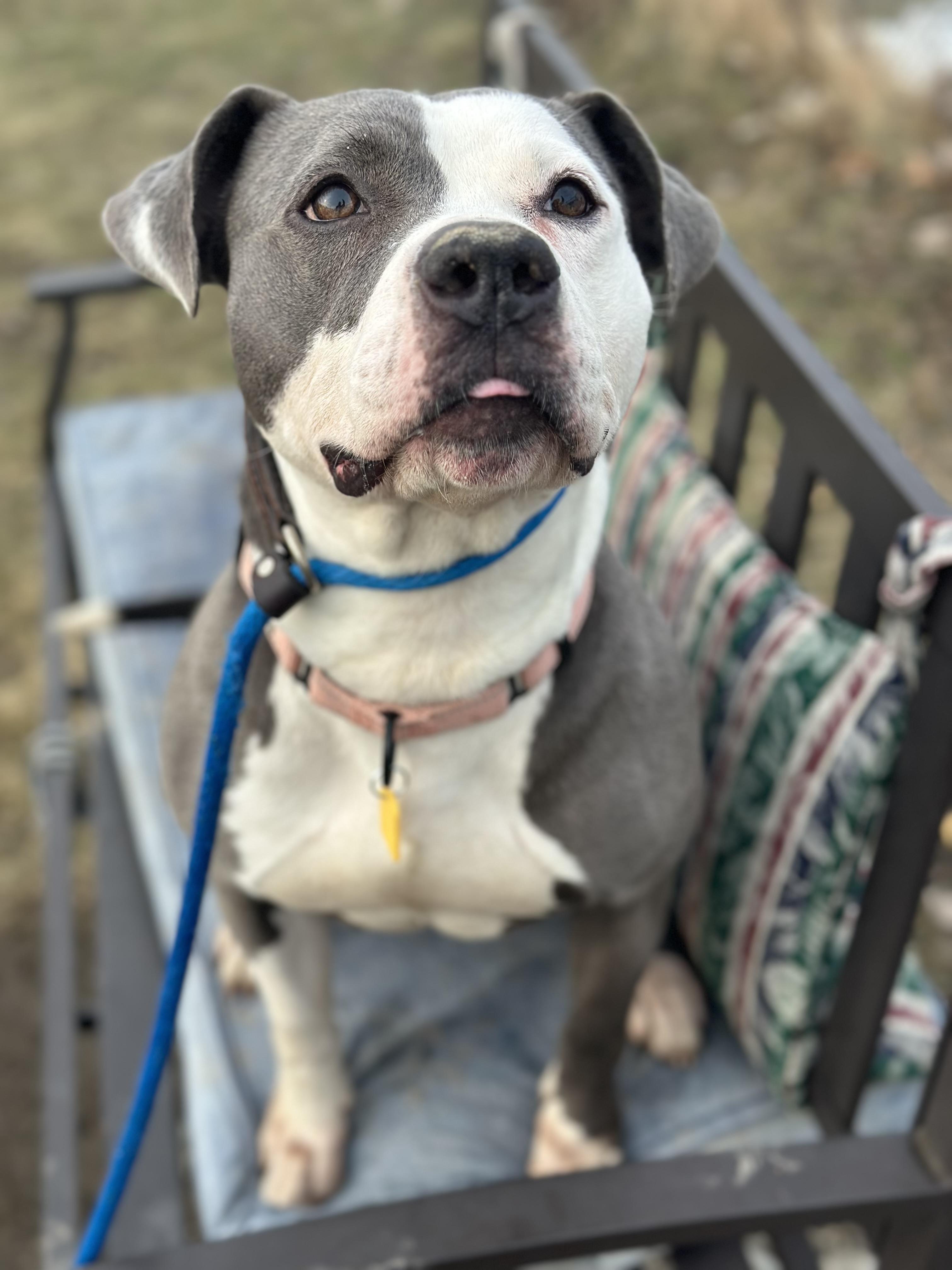 Enlarge Elvira, an adoptable mixed breed in Cleveland, OH image 4/6