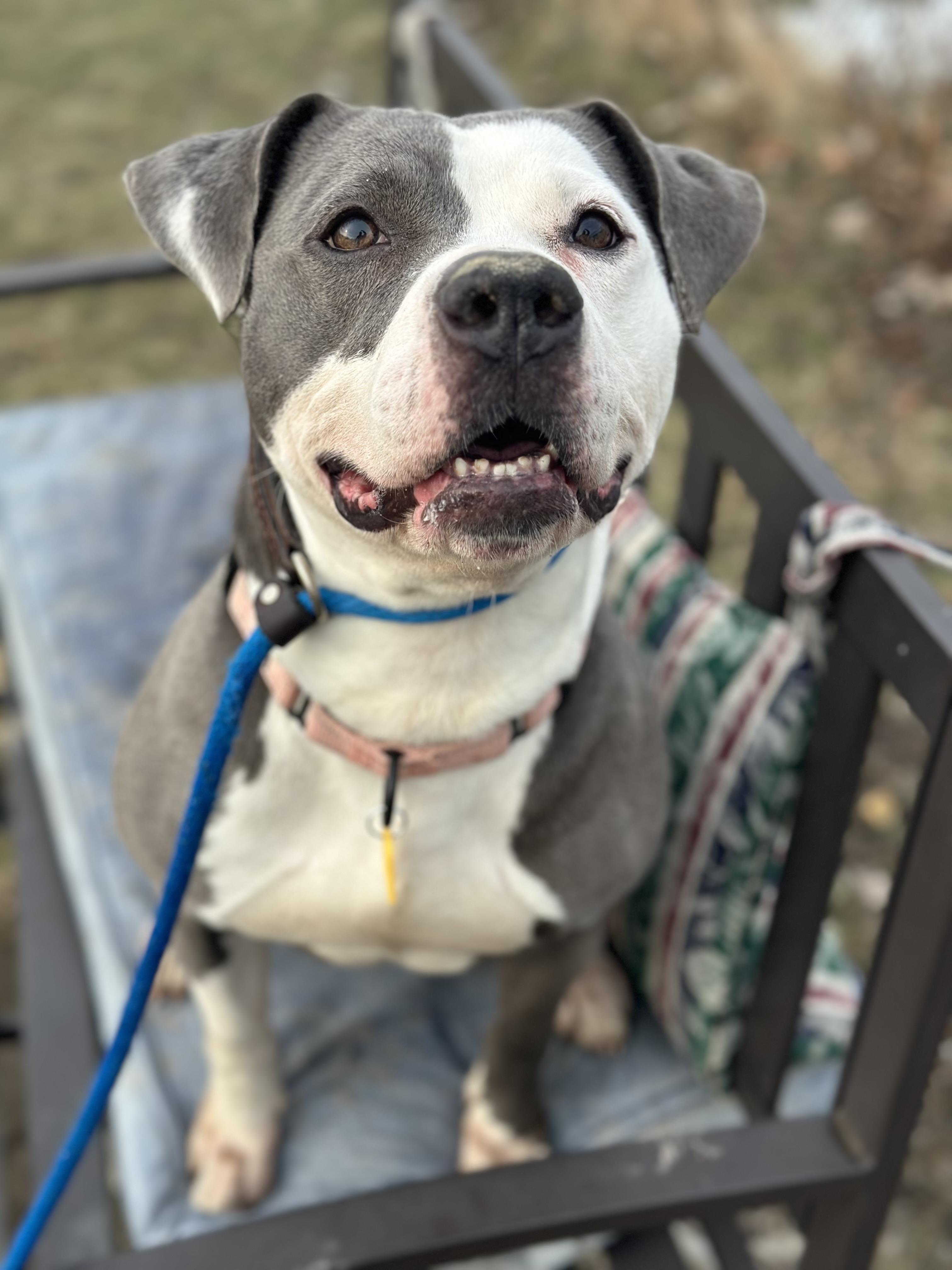 Elvira, adoptable, Young Female Pit Bull Terrier.