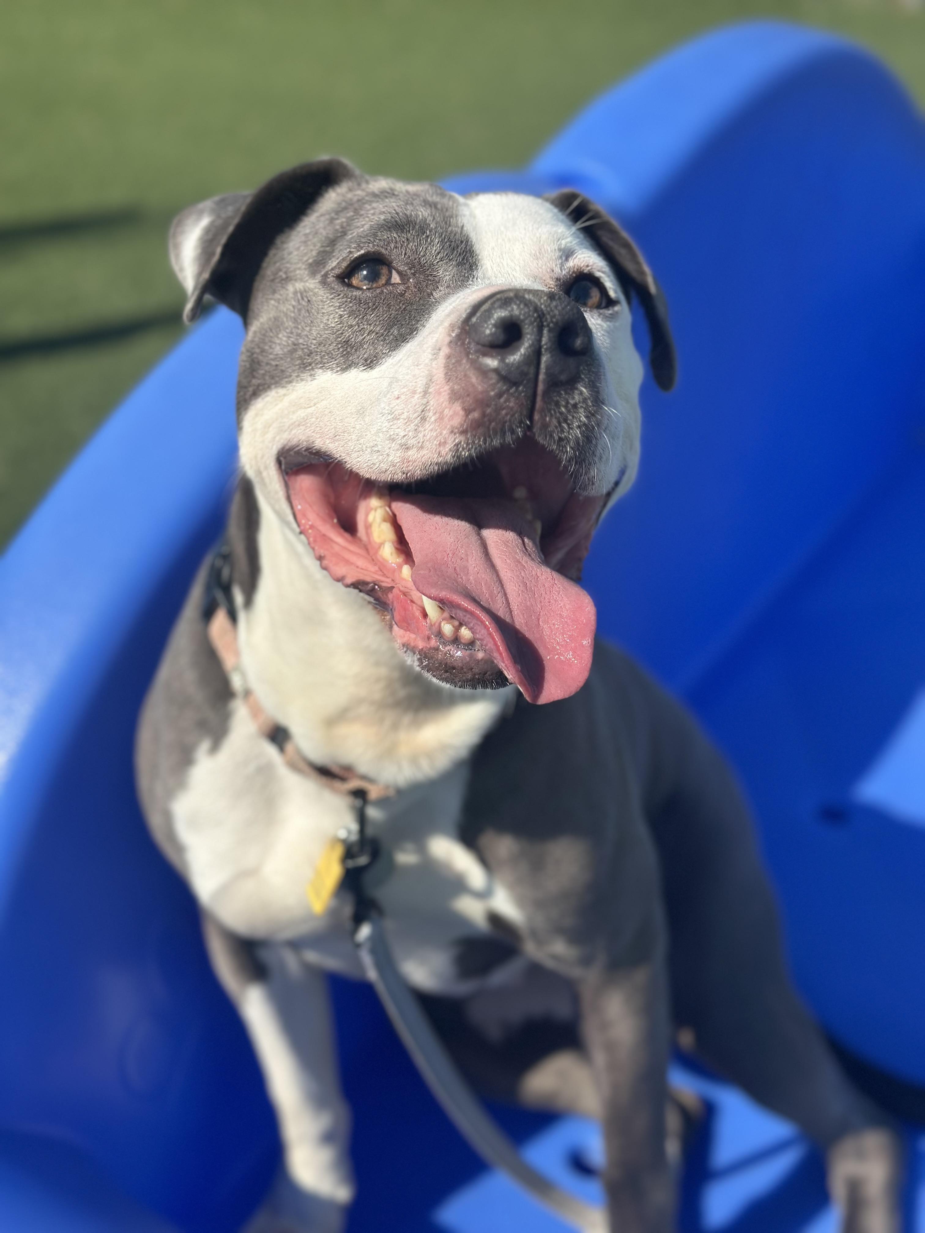 Elvira, adoptable, Young Female Pit Bull Terrier.