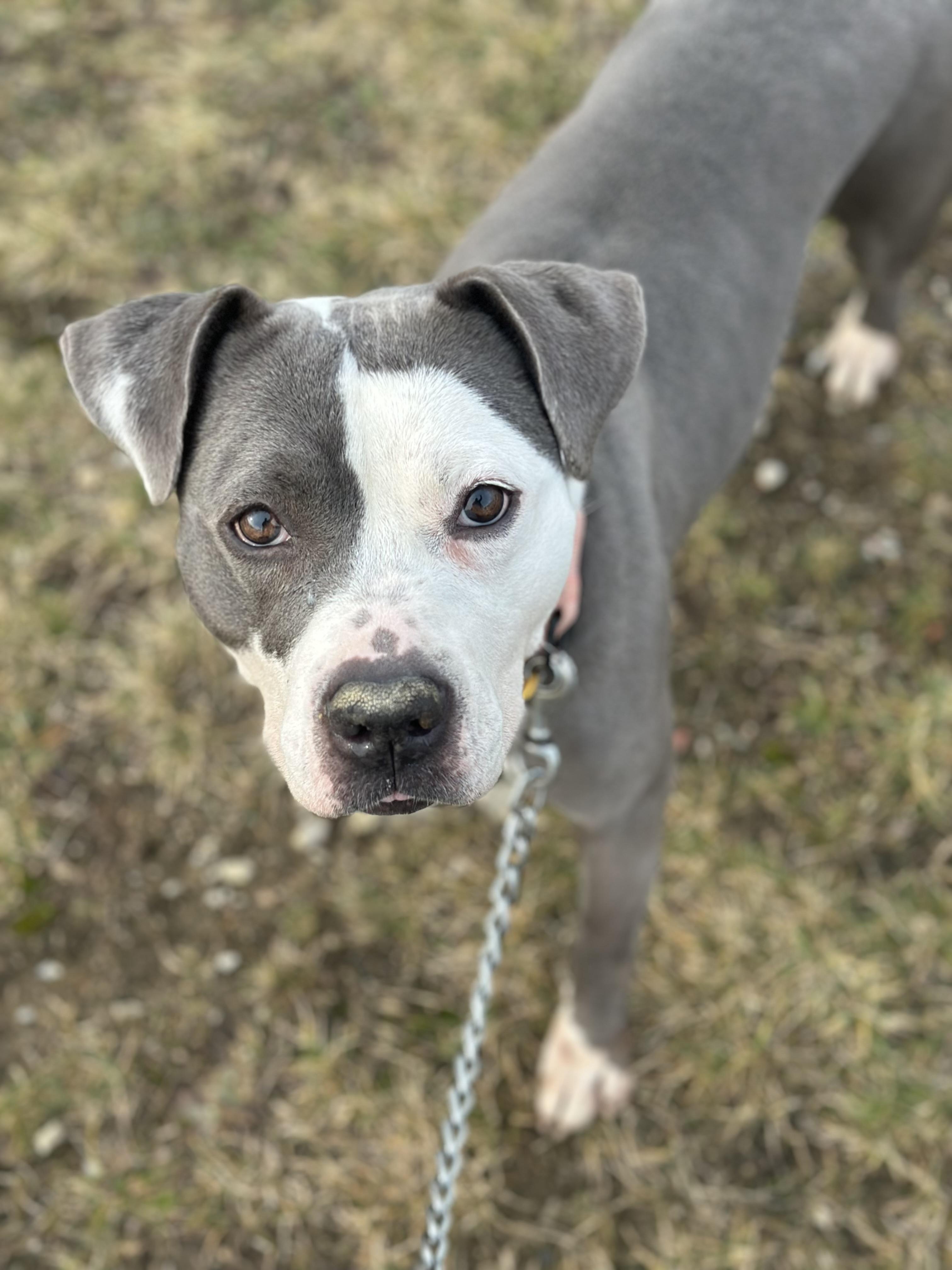 Enlarge Elvira, an adoptable mixed breed in Cleveland, OH image 6/6