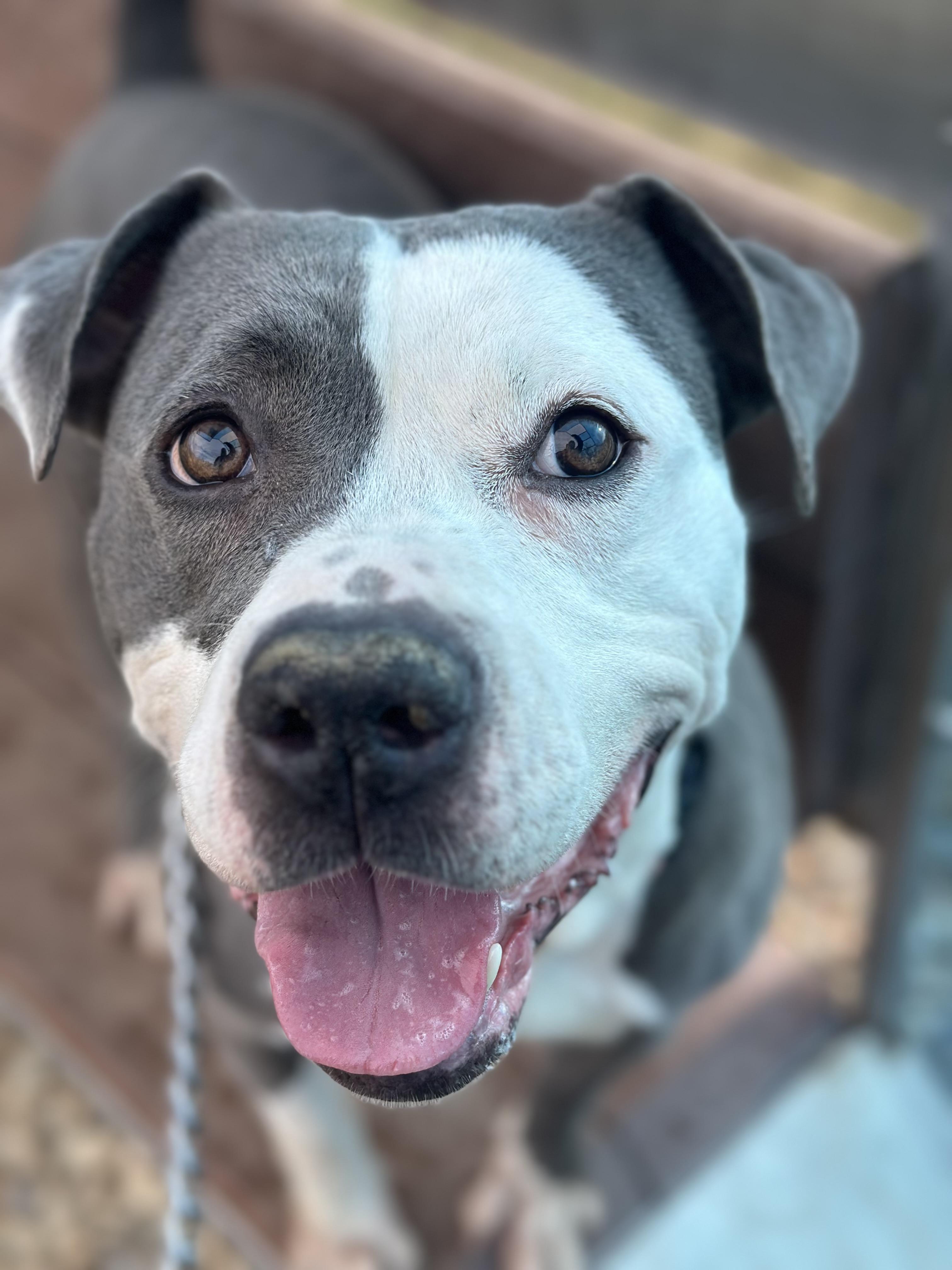 Enlarge Elvira, an adoptable mixed breed in Cleveland, OH image 5/6