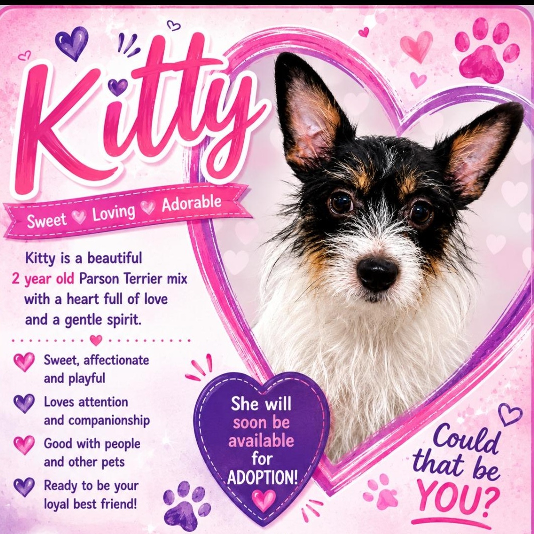 Enlarge Kit Kat ( Orlando Fl), a Adopted mixed breed in Orlando, FL image 3/3