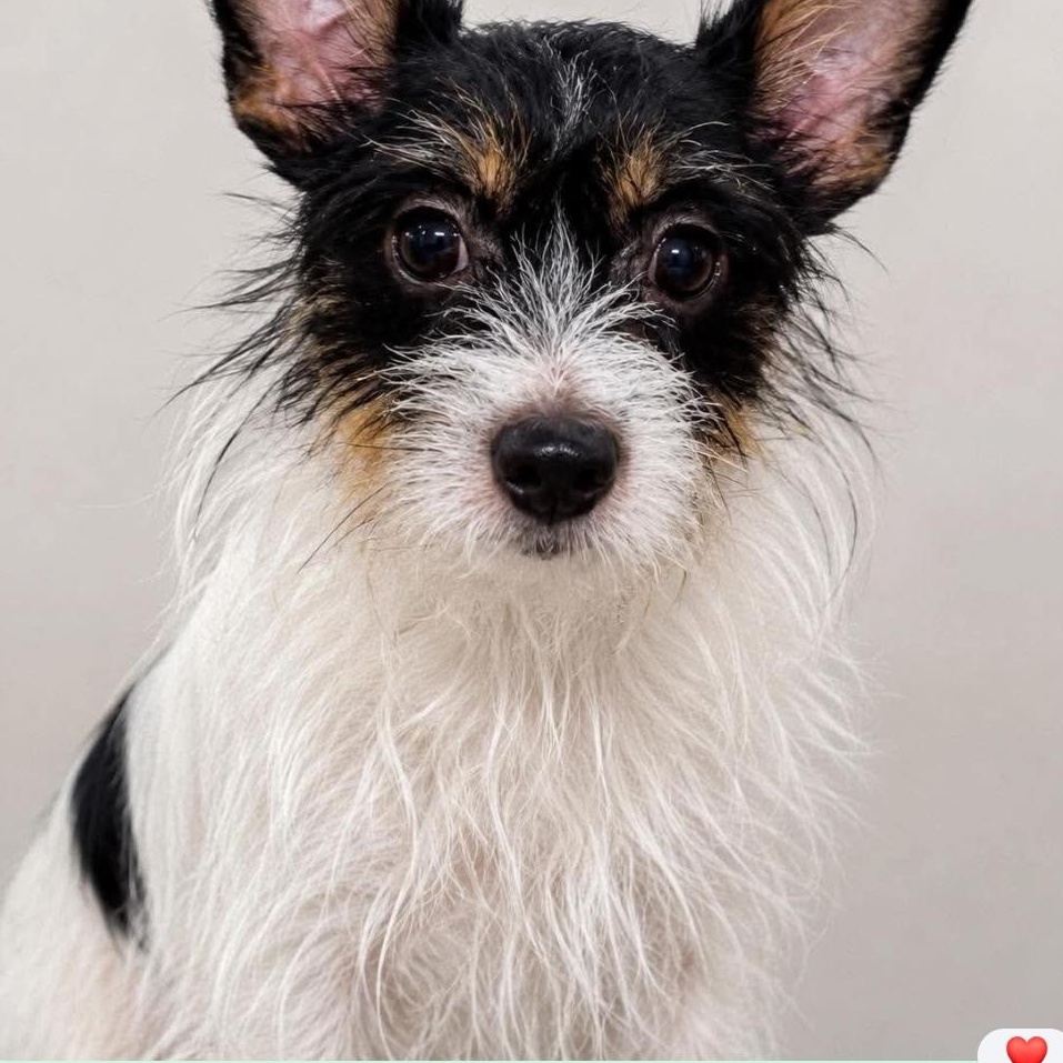 Enlarge Kit Kat ( Orlando Fl), a Adopted mixed breed in Orlando, FL image 1/3
