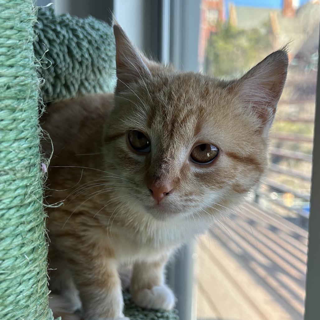 Panko — thumbnail 2