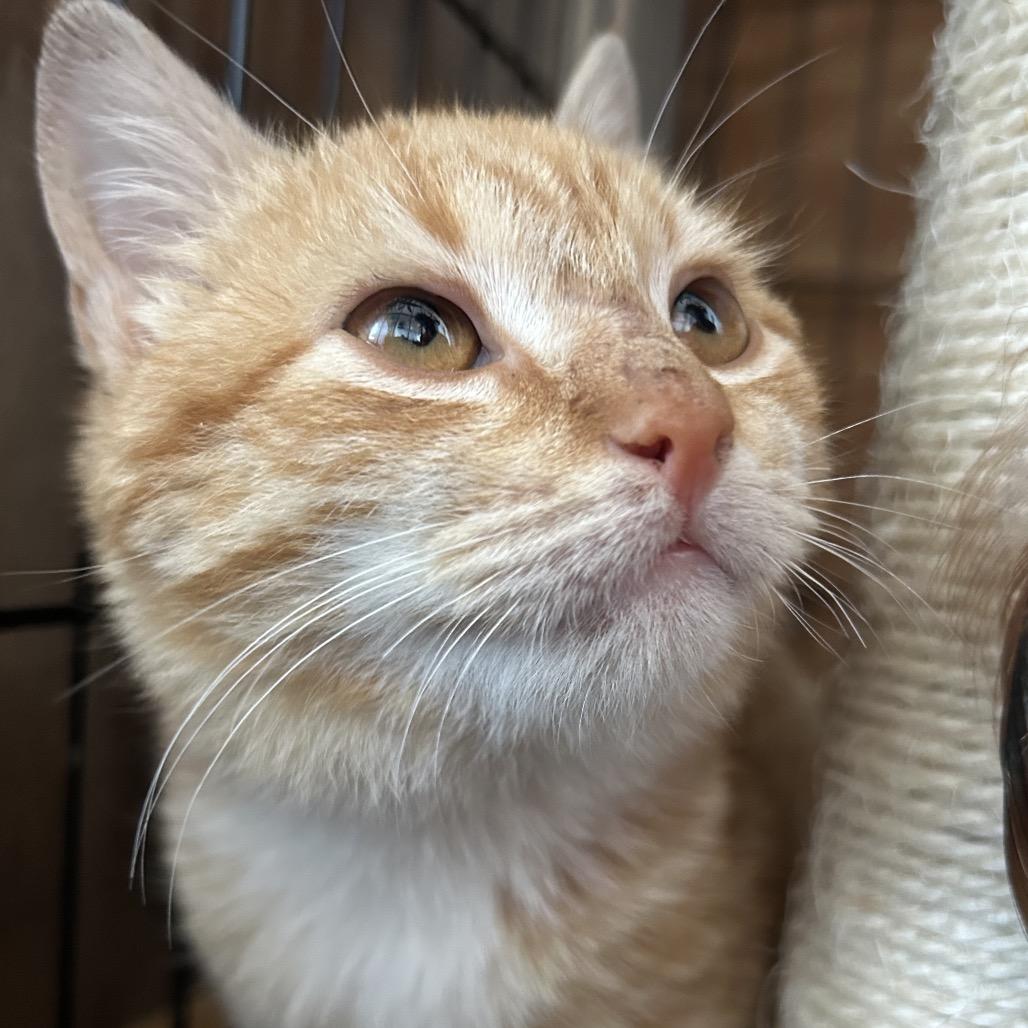 Panko — thumbnail 3