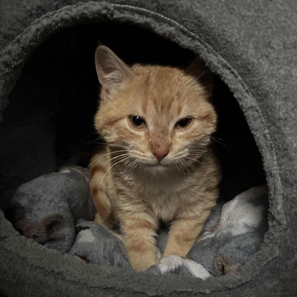 Panko — thumbnail 5