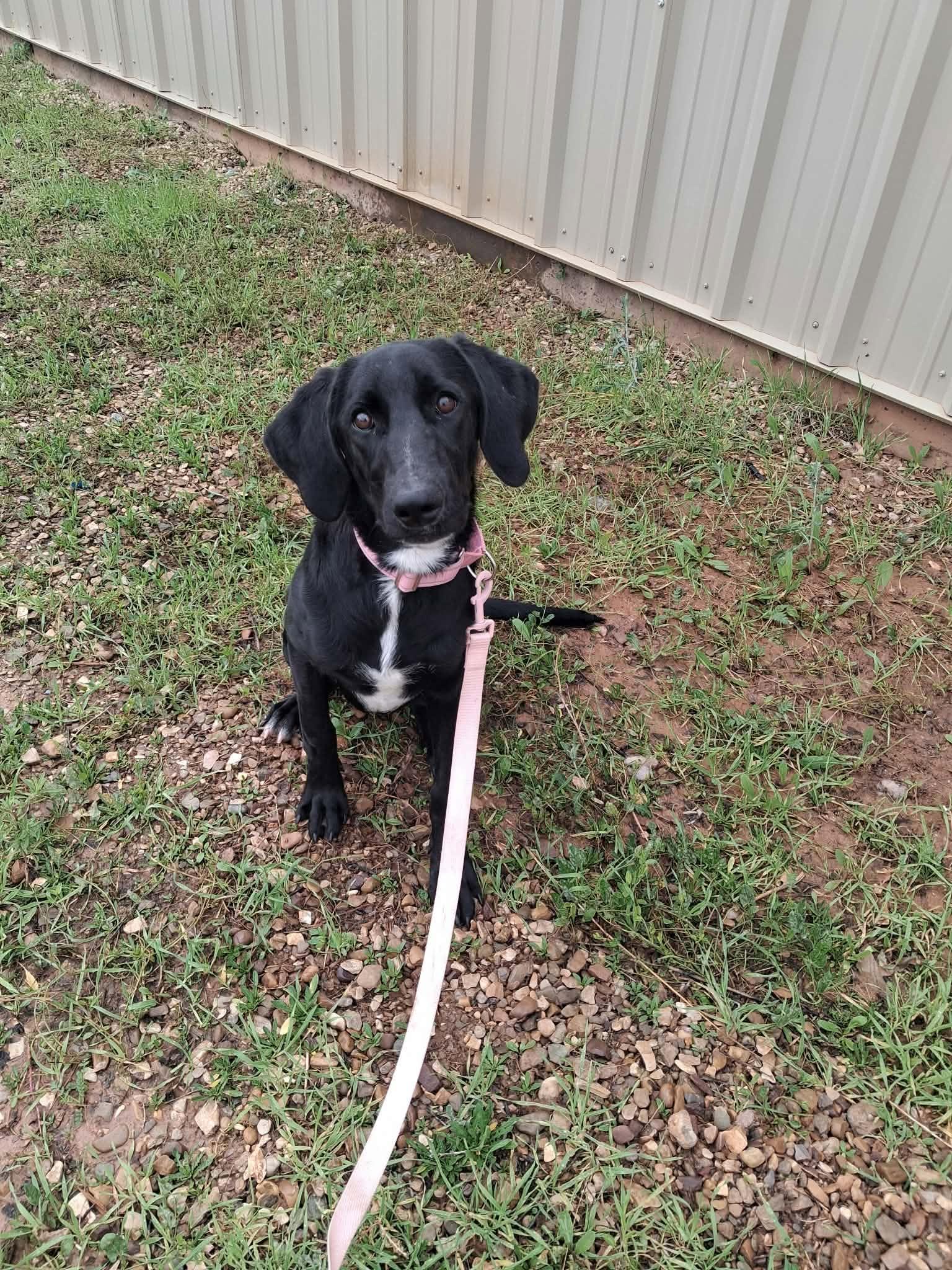 Enlarge Ivy, a Adoptable mixed breed in Roosevelt, UT image 2/3