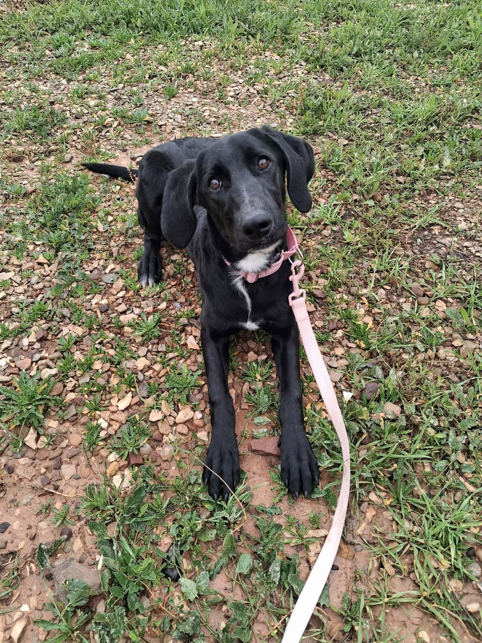 Ivy, Adoptable, Adult Female Labrador Retriever & Hound.