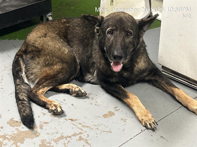 MATILDA (NOVA), Adoptable, Adult Female German Shepherd Dog.