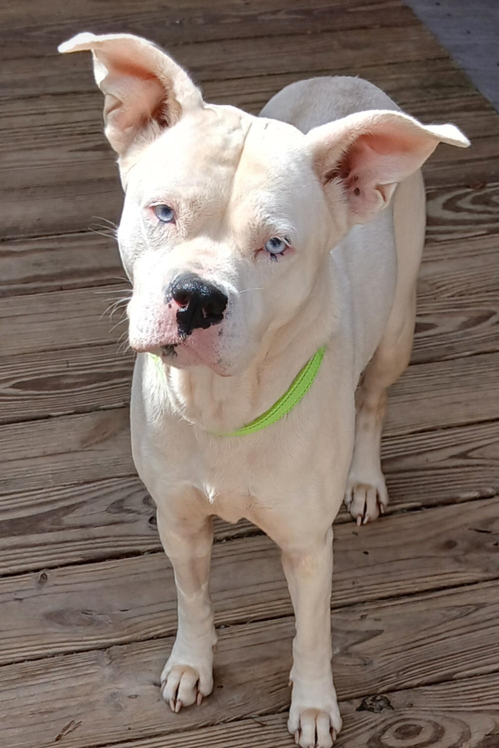 Enlarge Annette, a Adoptable mixed breed in Newfoundland, PA image 1/3