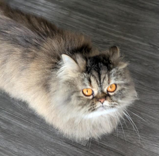 Enlarge WINIFRED, an adopted Persian in Mequon, WI image 1/5