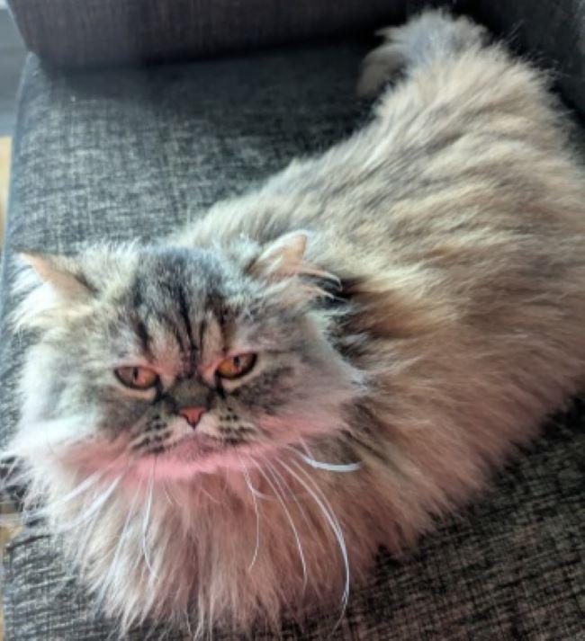 Enlarge WINIFRED, an adopted Persian in Mequon, WI image 2/5