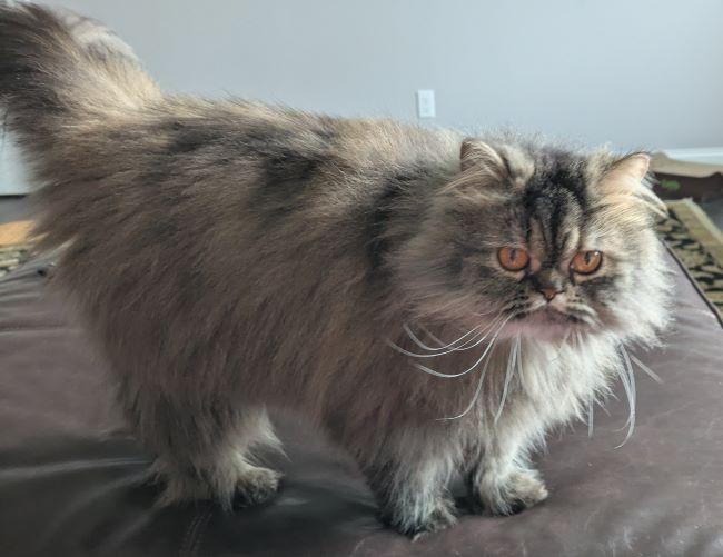 Enlarge WINIFRED, an adopted Persian in Mequon, WI image 4/5