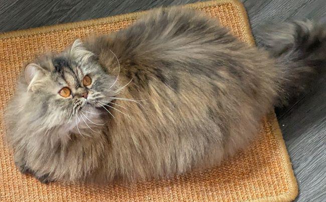 Enlarge WINIFRED, an adopted Persian in Mequon, WI image 3/5