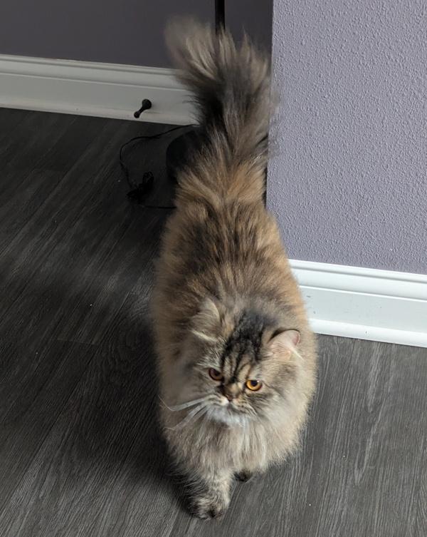 Enlarge WINIFRED, an adopted Persian in Mequon, WI image 5/5