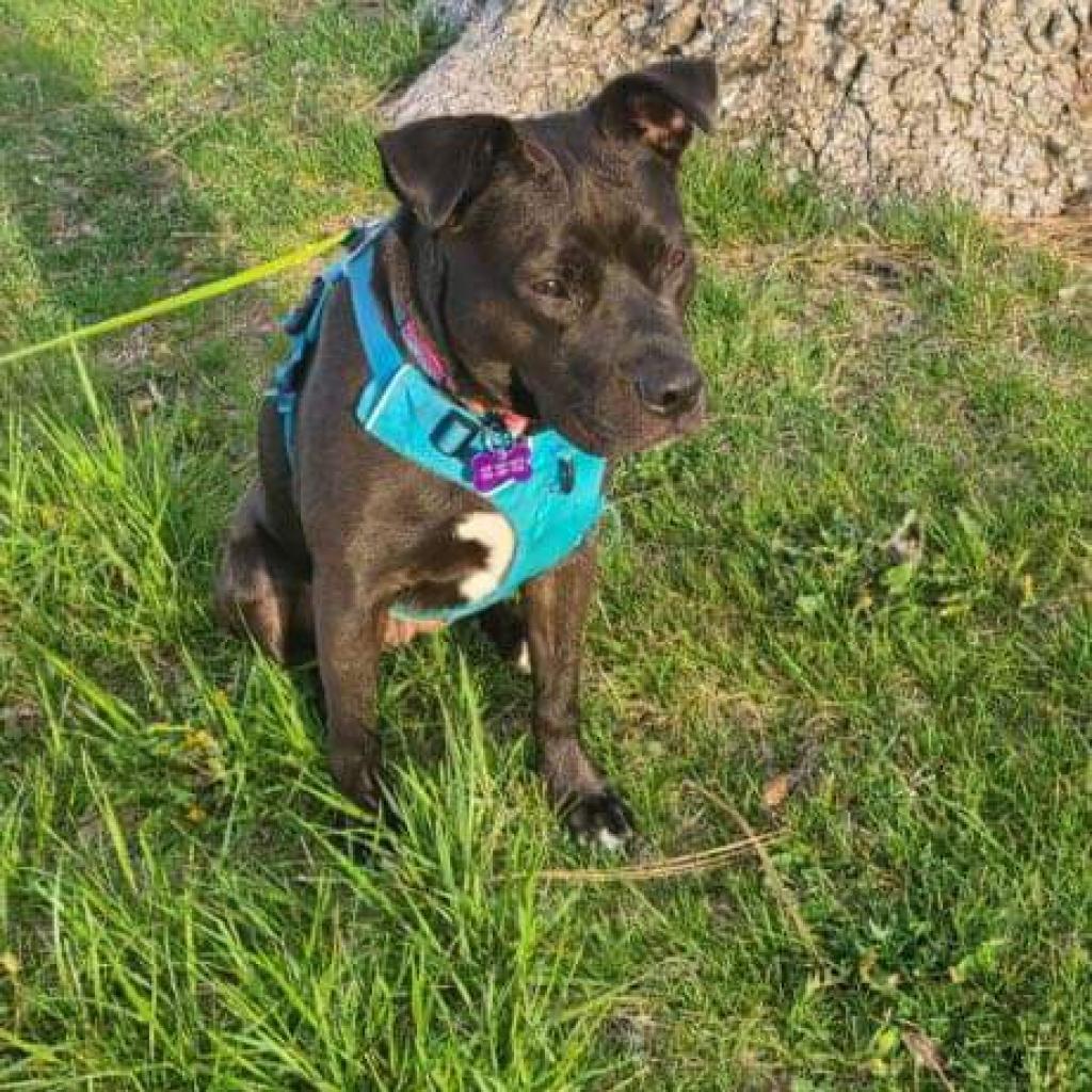 Sweetie, Adoptable, Adult Female American Staffordshire Terrier & Mixed Breed.