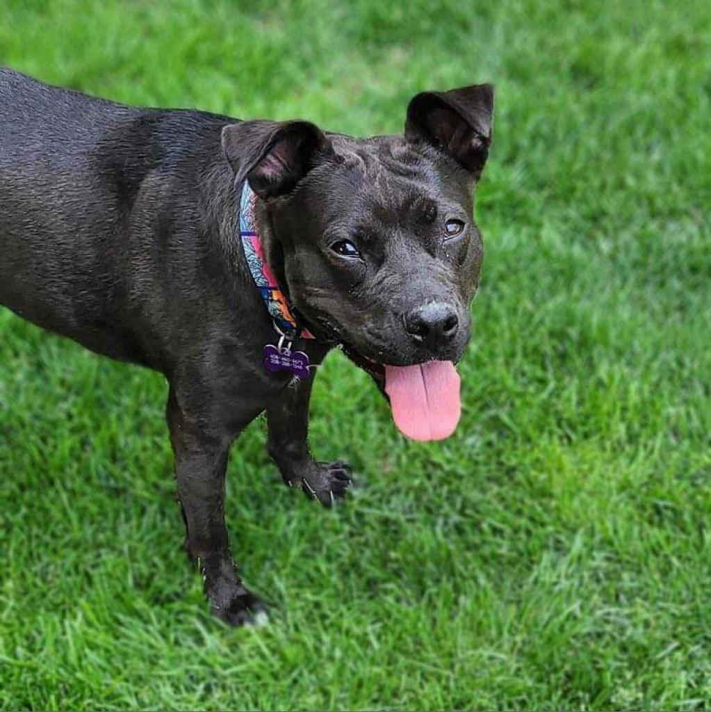 Sweetie, a Adoptable mixed breed in Nampa, ID image 4/6