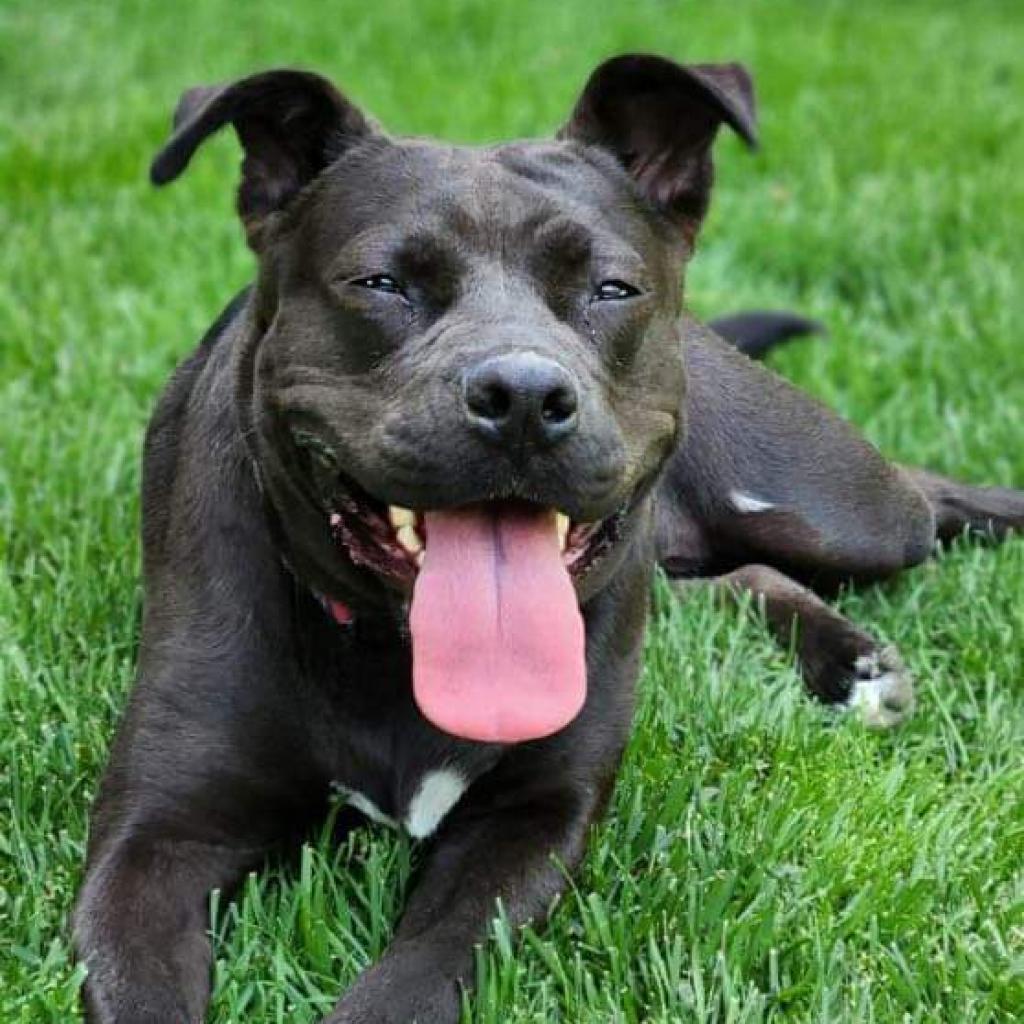 Sweetie, a Adoptable mixed breed in Nampa, ID image 5/6